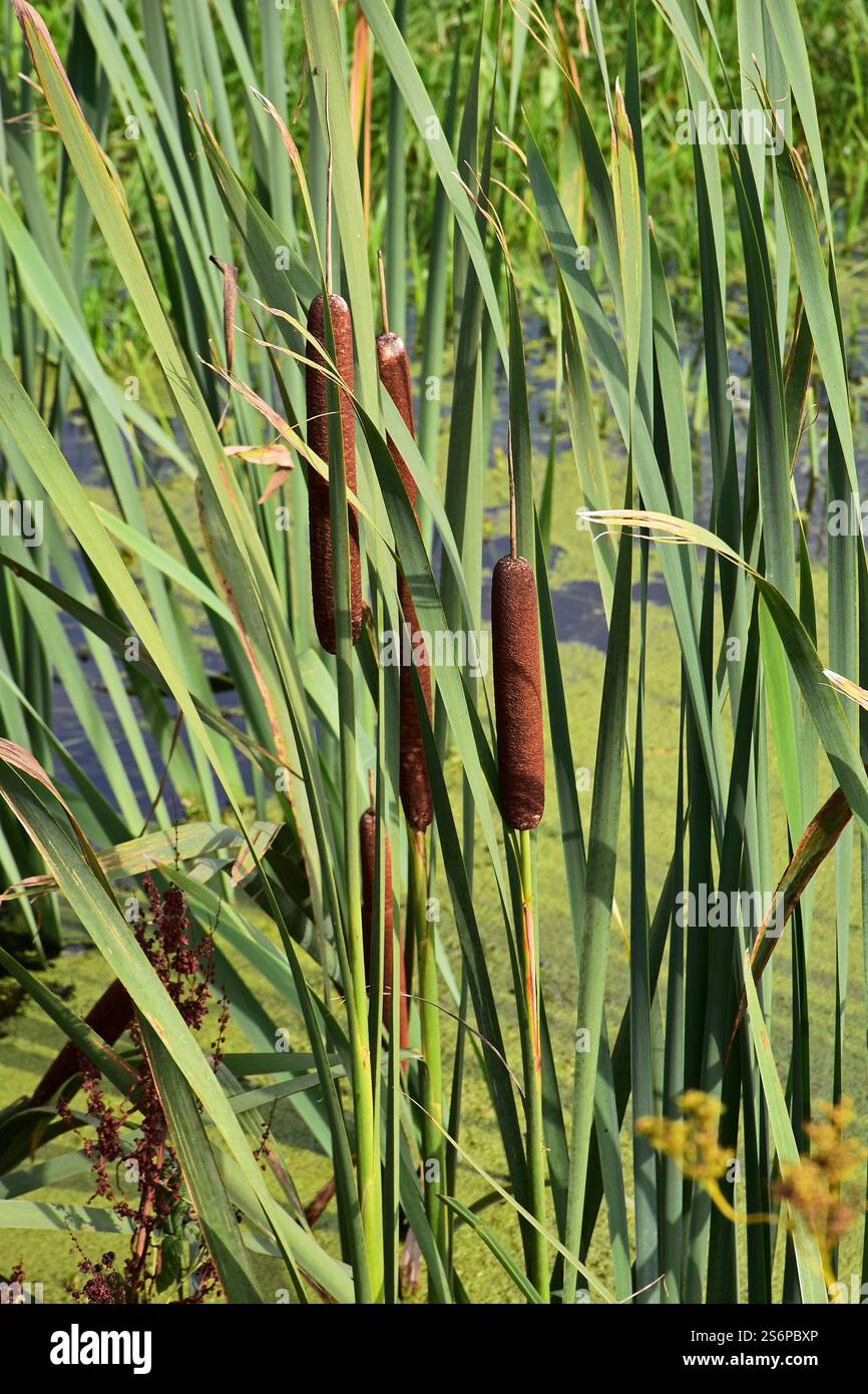 Bulrush a foglia larga, Typha latifolia, vicino al torrente Foto Stock