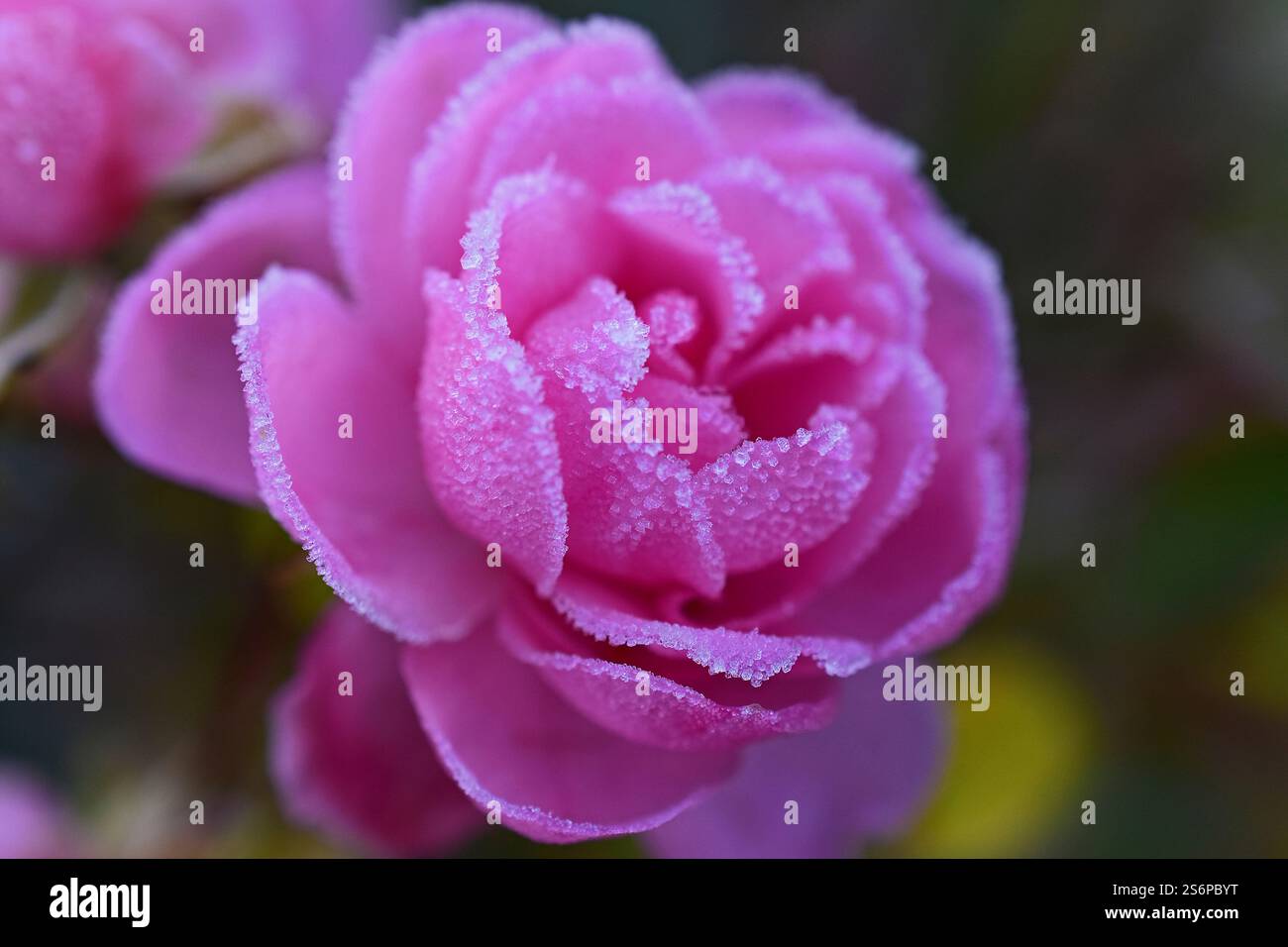 First Frost - una rosa decorata con cristalli di ghiaccio Foto Stock