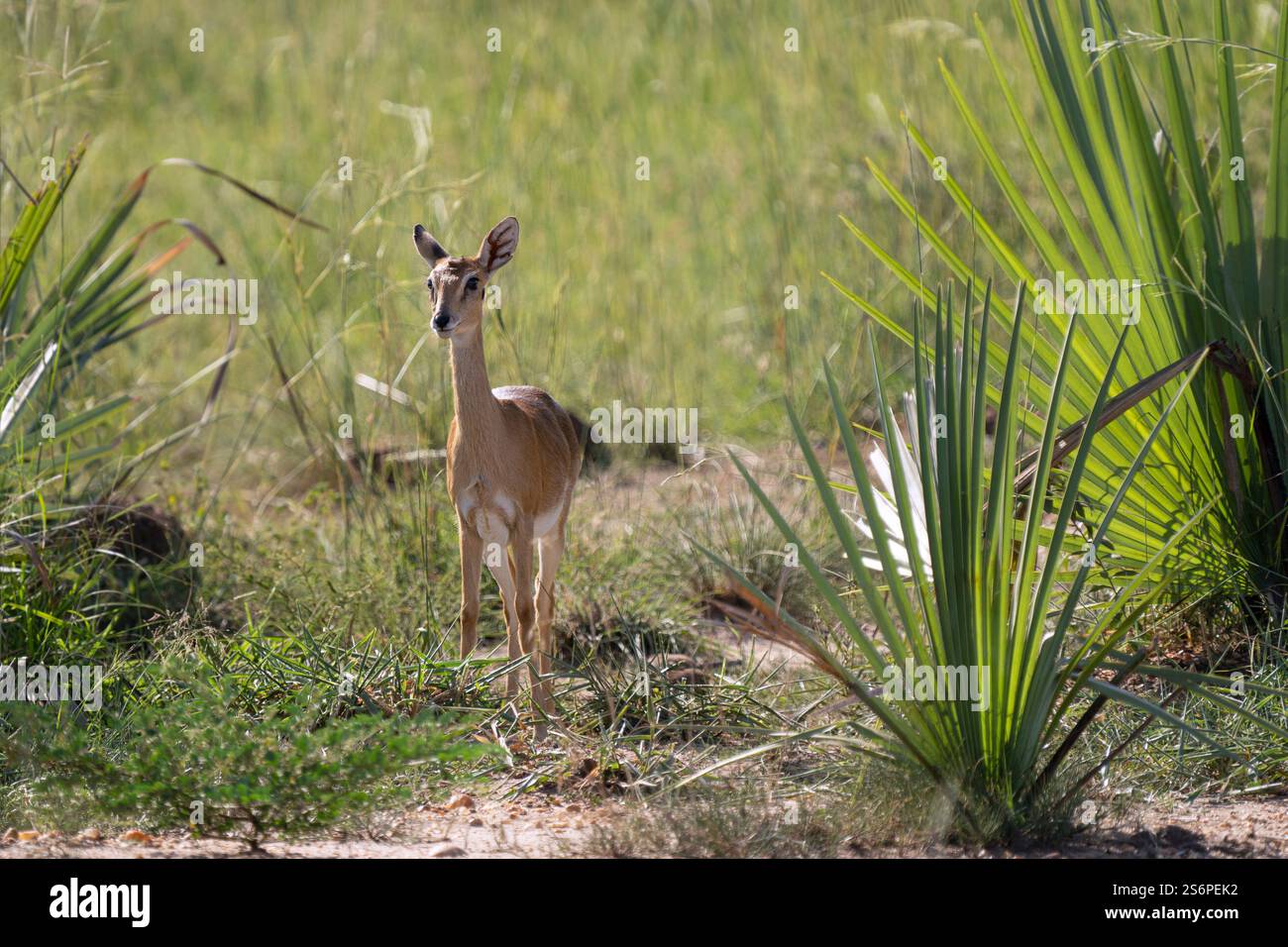 Oribi (Ourebia Ourebi), Parco Nazionale delle Cascate di Murchison, Uganda Foto Stock