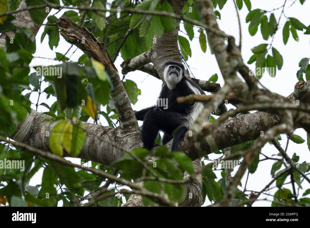 Colobus bianco e nero orientale (Colobus guereza), Parchi nazionali dell'Uganda Foto Stock