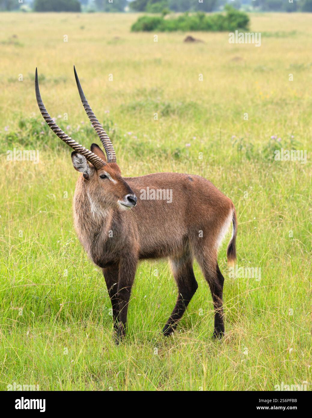 Defassa Waterbuck (Kobus defassa), Parchi nazionali dell'Uganda Foto Stock