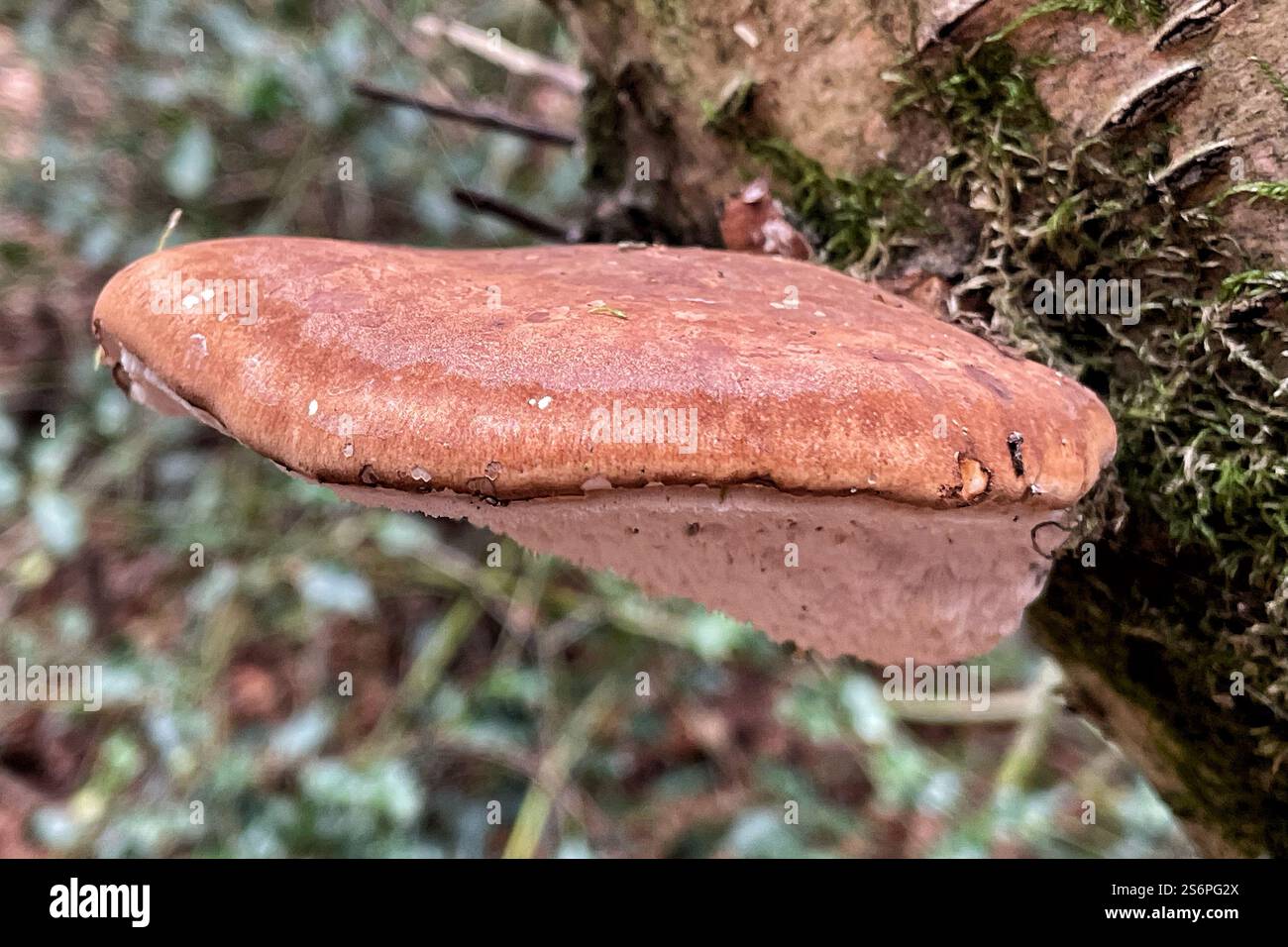 Fungo di bistecca (Fistulina hepatica) - Immagine stock catturata con smartphone