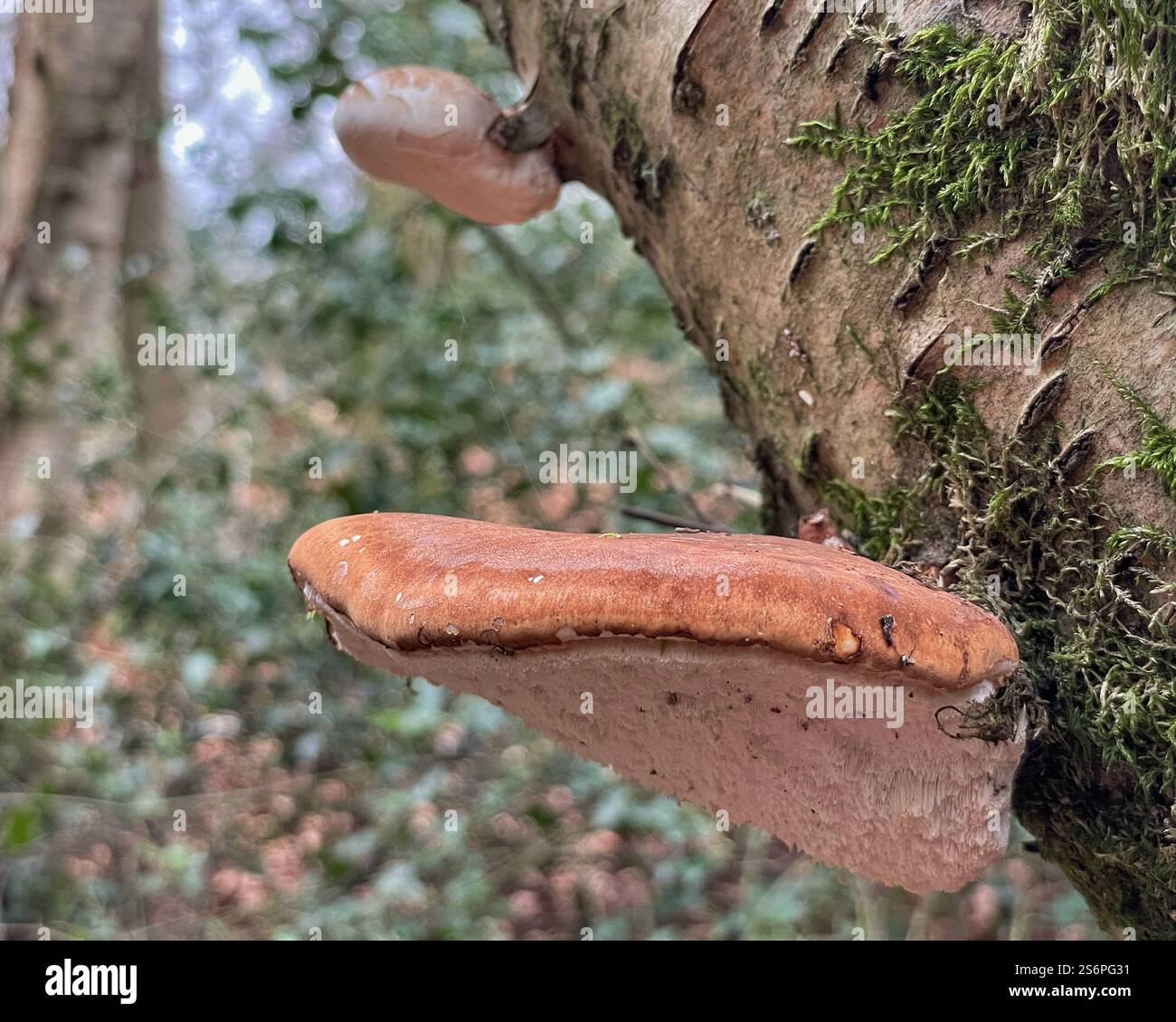Fungo di bistecca (Fistulina hepatica) - Immagine stock catturata con smartphone