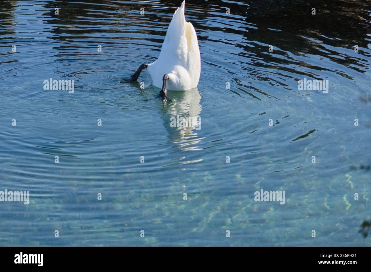 Un cygne majestueux plonge la tête dans une eau cristalline, créant des ondulations délicates à la surface. Foto Stock