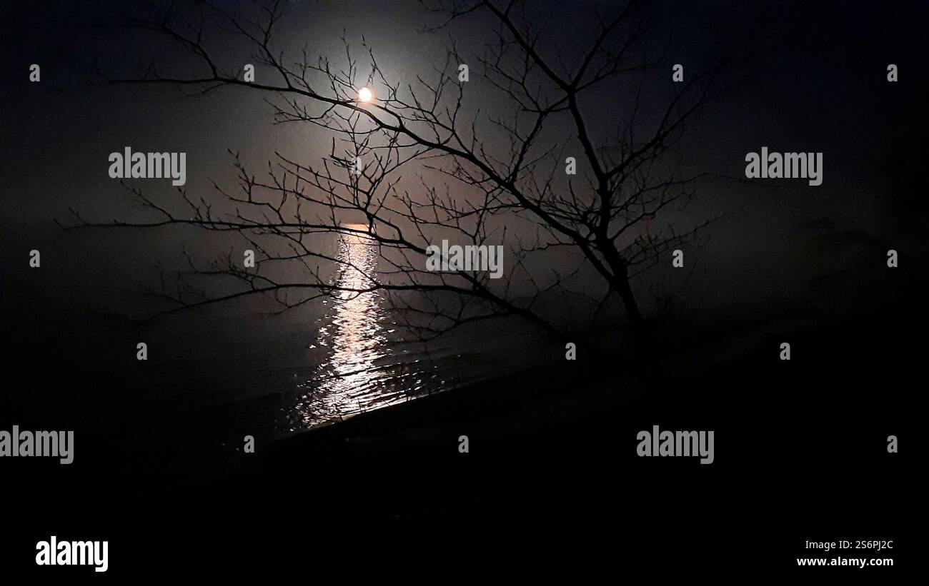 Luna piena sul mare con riflessi e dietro rami di alberi Foto Stock