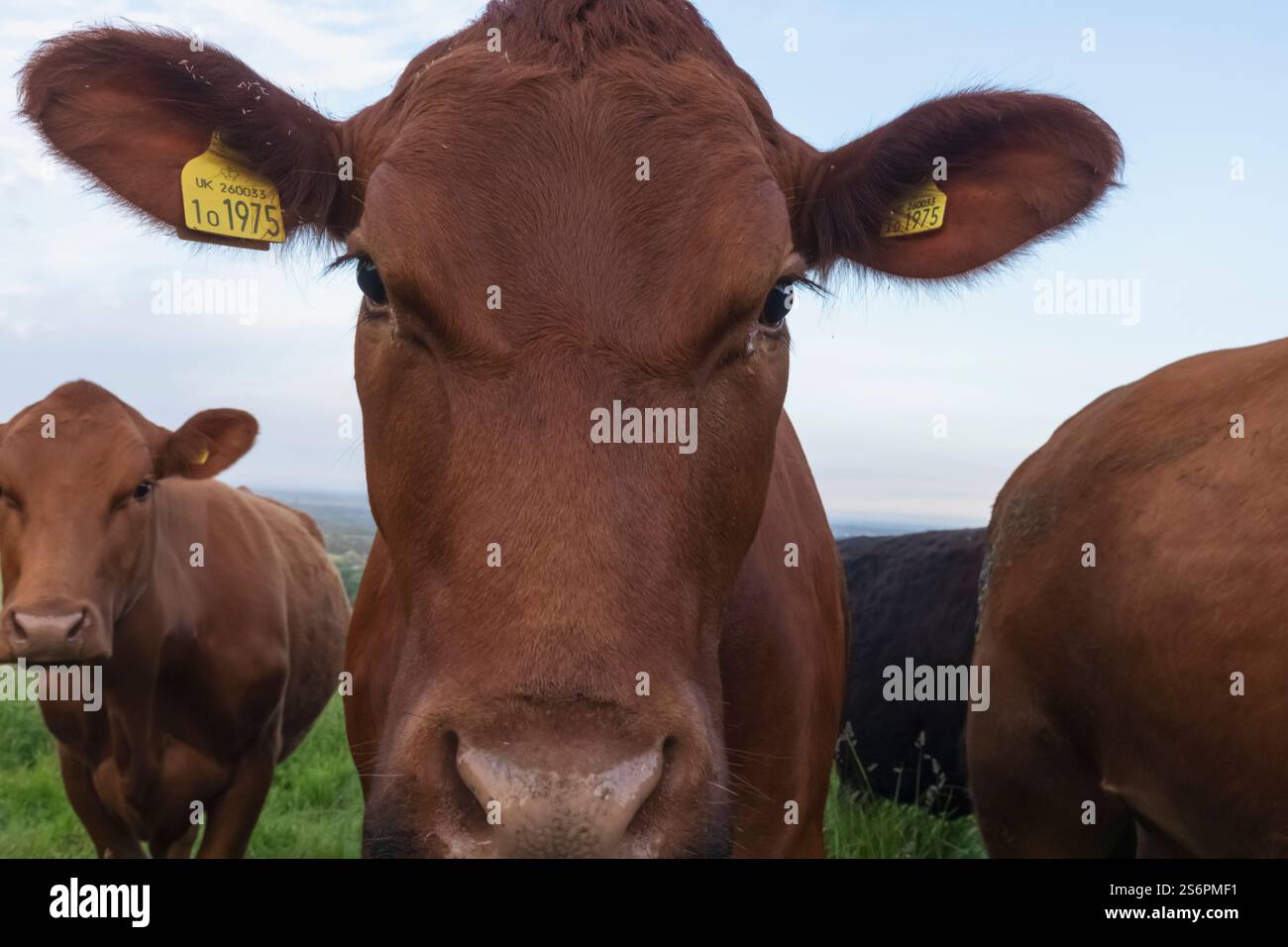 Inghilterra, Kent, campagna di North Downs con mucche in Field Foto Stock