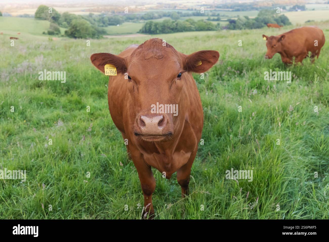 Inghilterra, Kent, campagna di North Downs con mucche in Field Foto Stock