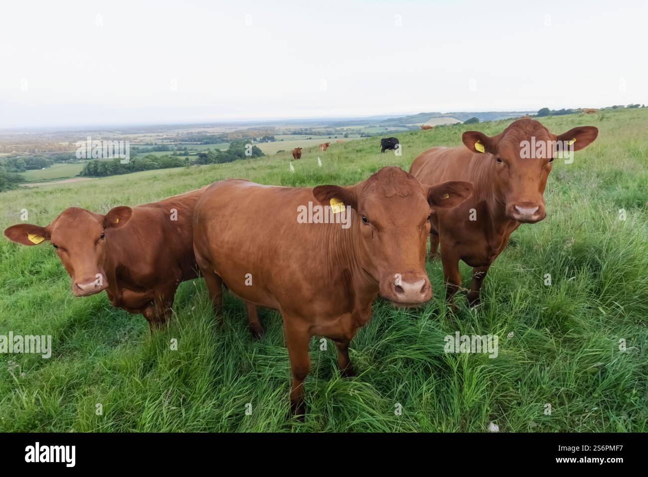 Inghilterra, Kent, campagna di North Downs con mucche in Field Foto Stock