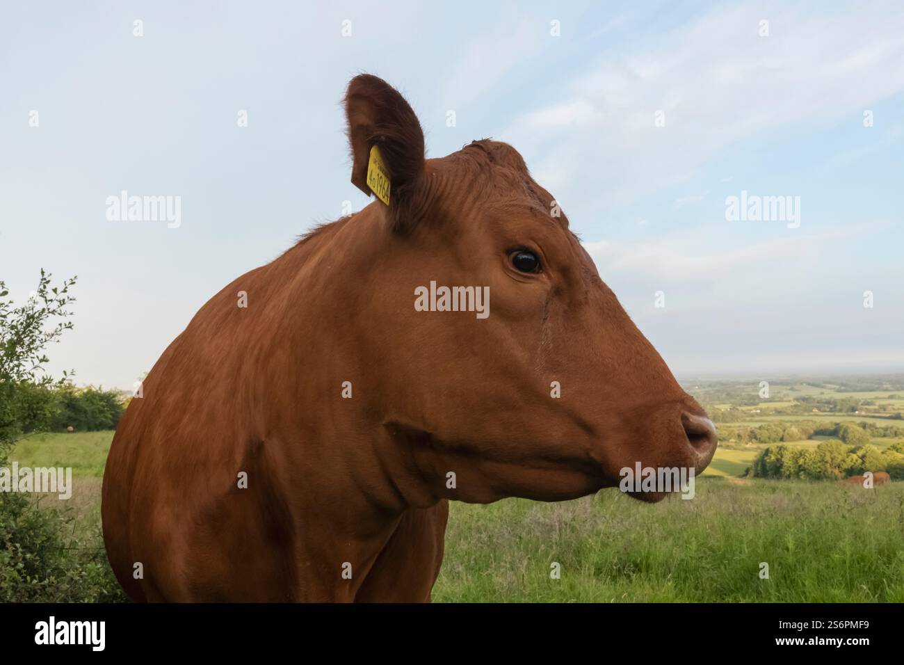 Inghilterra, Kent, campagna di North Downs con Cow in Field Foto Stock