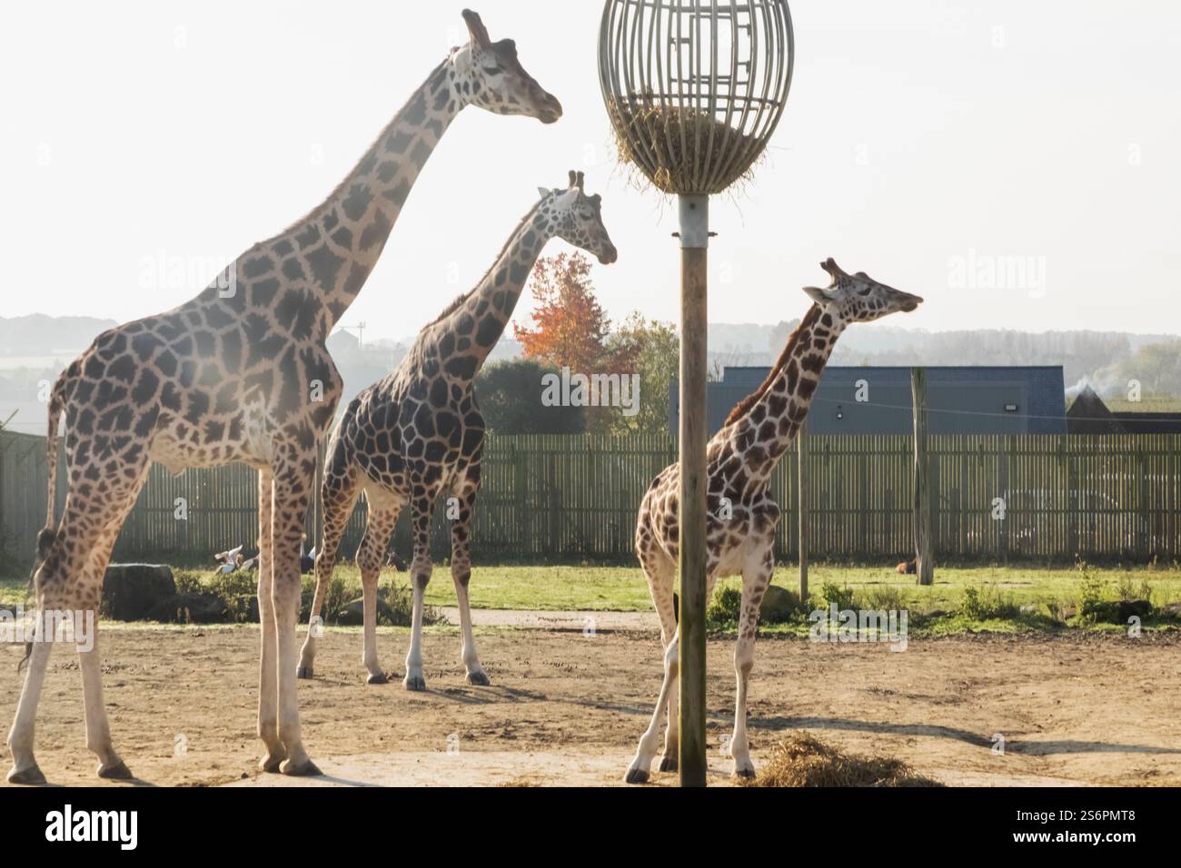 Inghilterra, Kent, Wingham, Wingham Wildlife Park, giraffe Foto Stock