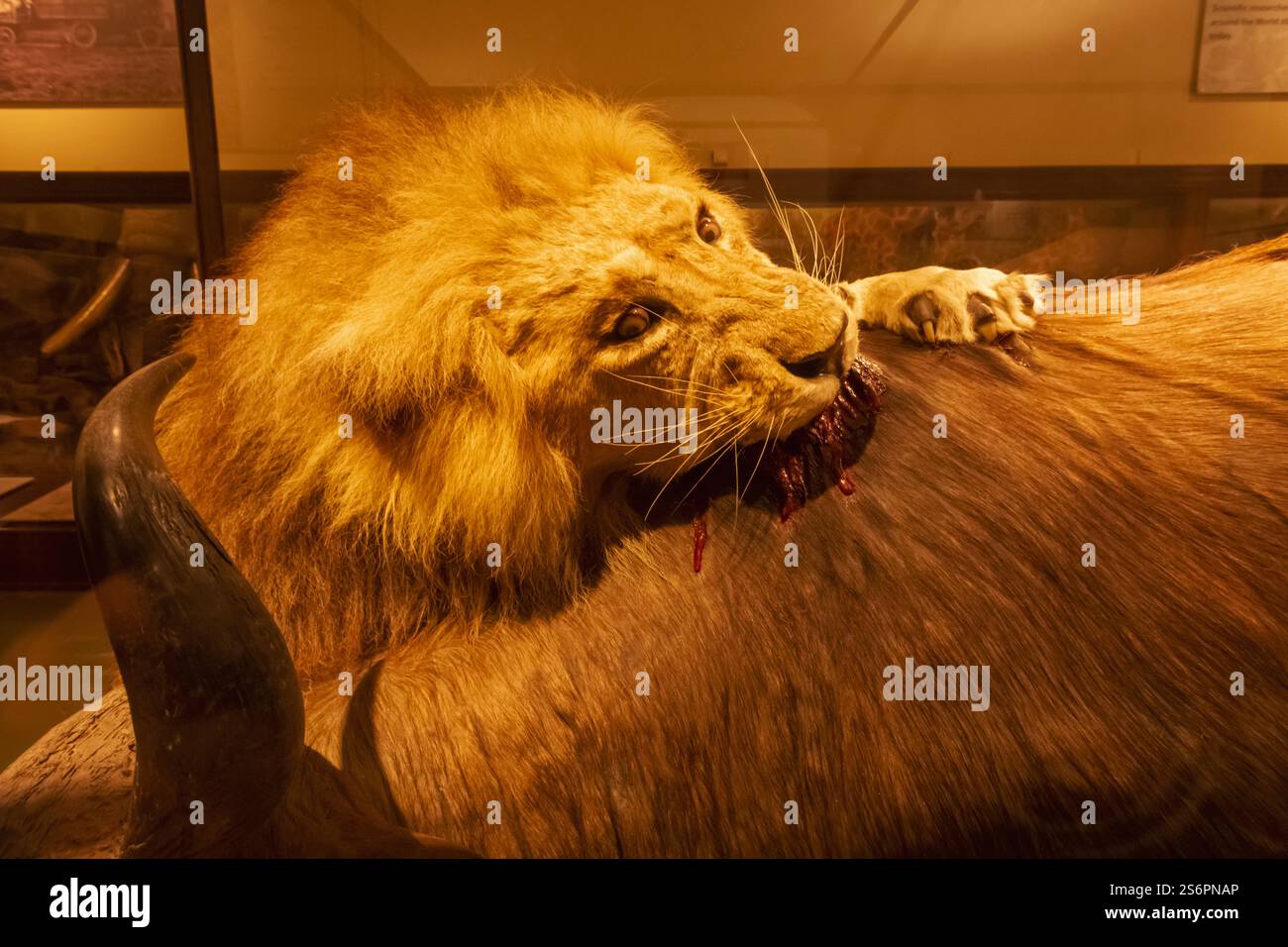Inghilterra, Kent, Thanet, Birchington, Quex House, museo Powell-Cotton, mostra di animali selvatici Taxidermy con leone che attacca Buffalo Foto Stock