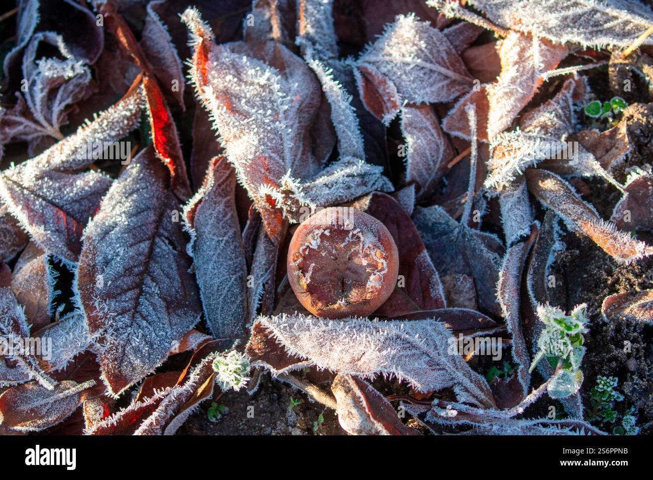 Frutto di un medlar (Mespilus germanica) su foglie cadute, frutta caduta, inverno, gelo Foto Stock