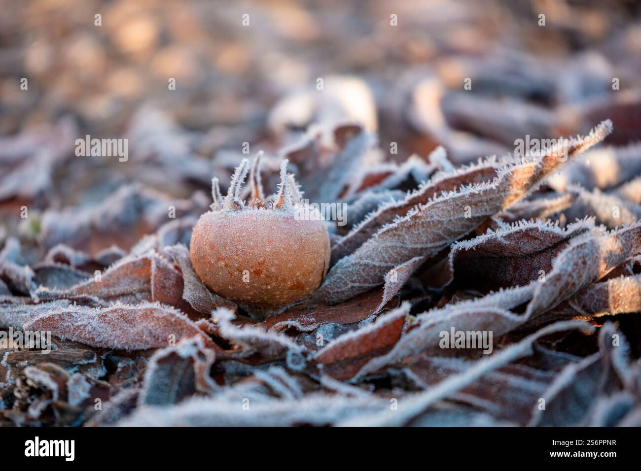 Frutto di un medlar (Mespilus germanica) su foglie cadute, frutta caduta, inverno, gelo Foto Stock