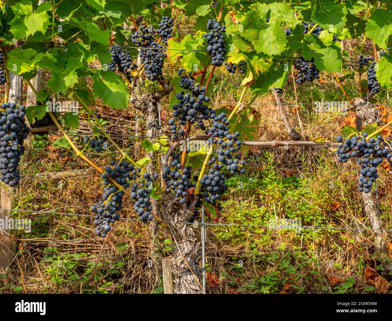 Uve da vino rosso nel vigneto vicino a Rech, Ahr, Valle Ahr, Eifel, Renania-Palatinato, Germania Foto Stock Uve da vino rosso nel vigneto vicino a Rech, Ahr, Valle Ahr, Eifel, Renania-Palatinato, Germania Foto Stock