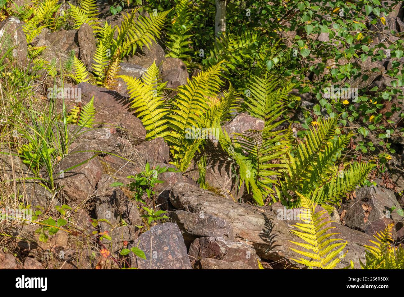 Felci e rocce di quarzite, rinaturazione di vecchie cave nei pressi di Taben-Rodt, Parco naturale Saar-Hunsrück, Renania-Palatinato Foto Stock Felci e rocce di quarzite, rinaturazione di vecchie cave nei pressi di Taben-Rodt, Parco naturale Saar-Hunsrück, Renania-Palatinato Foto Stock