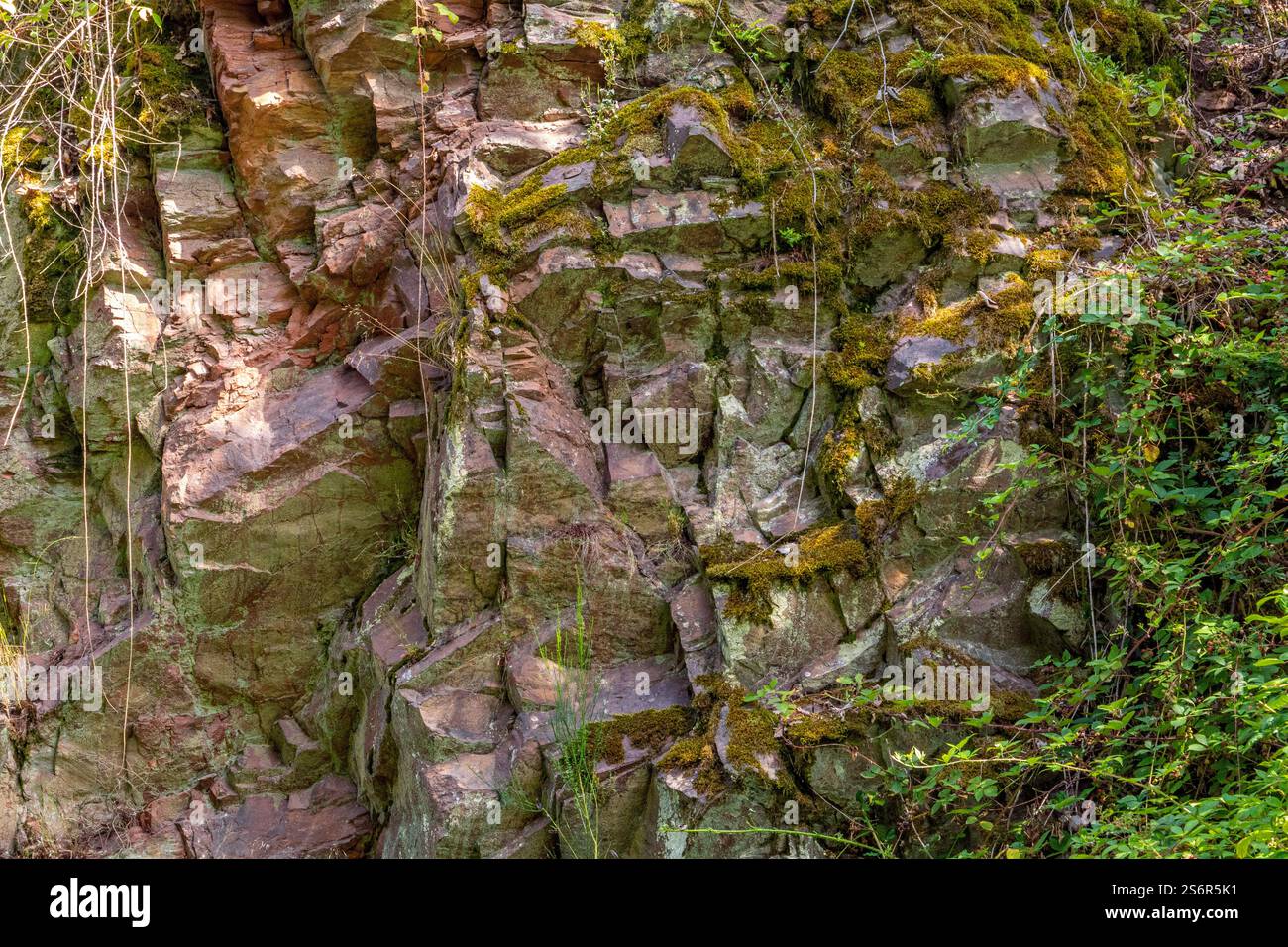 Roccia di quarzite ricoperta di muschi, rinaturazione di vecchie cave vicino a Taben-Rodt, Parco naturale Saar-Hunsrück Foto Stock Roccia di quarzite ricoperta di muschi, rinaturazione di vecchie cave vicino a Taben-Rodt, Parco naturale Saar-Hunsrück Foto Stock