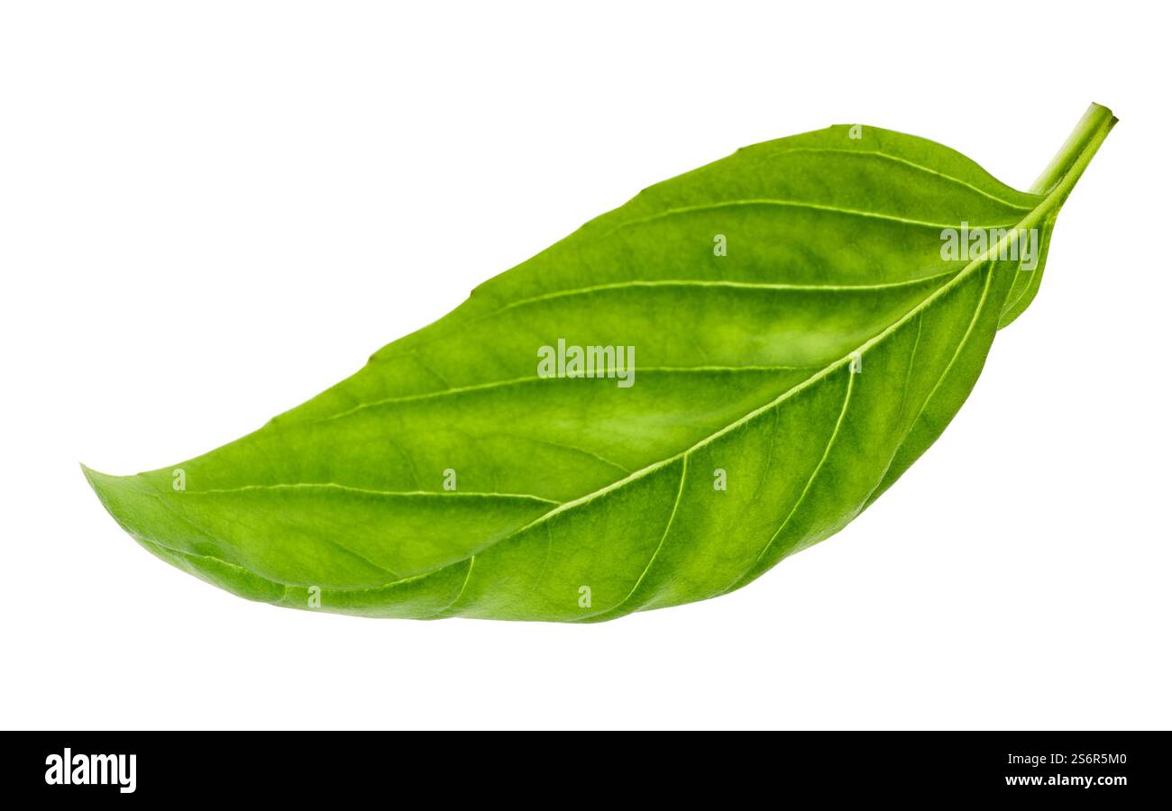 Foglia di basilico verde fresco isolata su sfondo bianco. Basil isolato. Foglia di basilico volante per il design. Foglia fresca verde basilico, posa piatta, isolata su b. Bianco Foto Stock