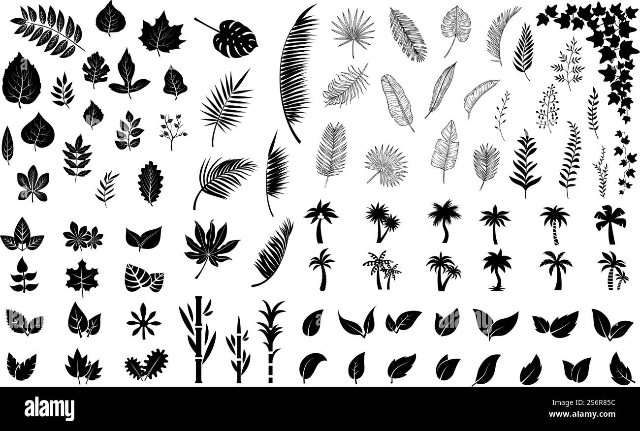 Lascia le silhouette. Foglie nere, foglie di palma. Raccolta di piantagioni isolate. Foresta, palme esotiche e pacchetto vettoriale. Foglie illustrative, silhouette giungla nera, paradiso del ramo della flora. Lascia le silhouette. Foglie nere, foglie di palma. Raccolta di piantagioni isolate. Foresta, palme esotiche e pacchetto vettoriale di edera Illustrazione Vettoriale