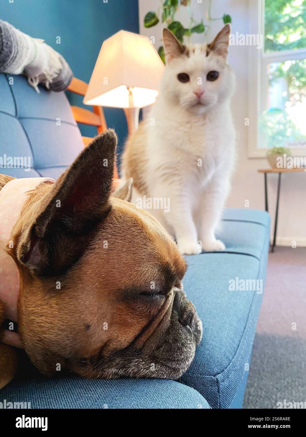 Un gatto bianco che fissa insieme un Bulldog francese dormiente su un divano blu in una moderna camera interna. - Immagine stock catturata con smartphone
