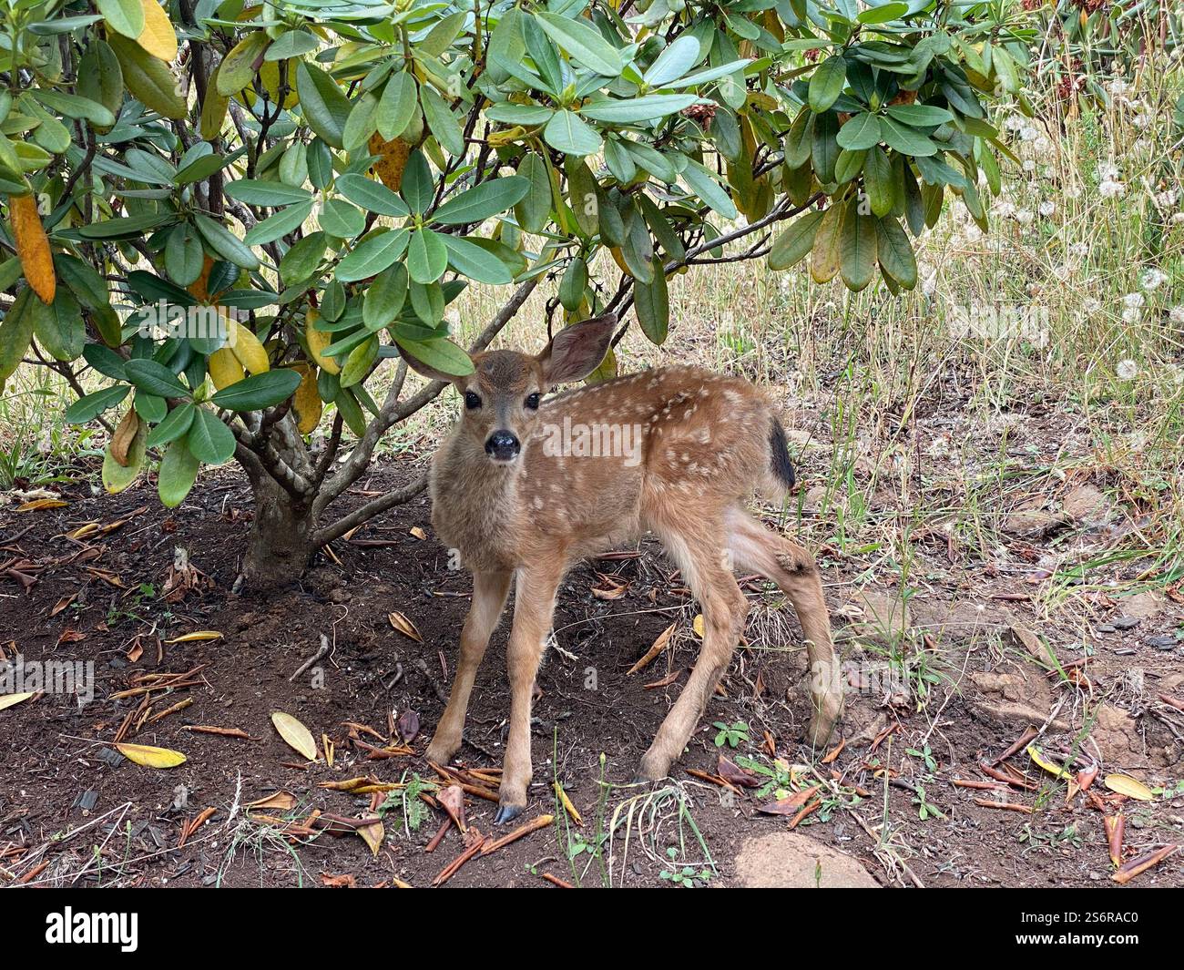 Un bel fawn della coda nera a Eugene, Oregon. Foto Stock