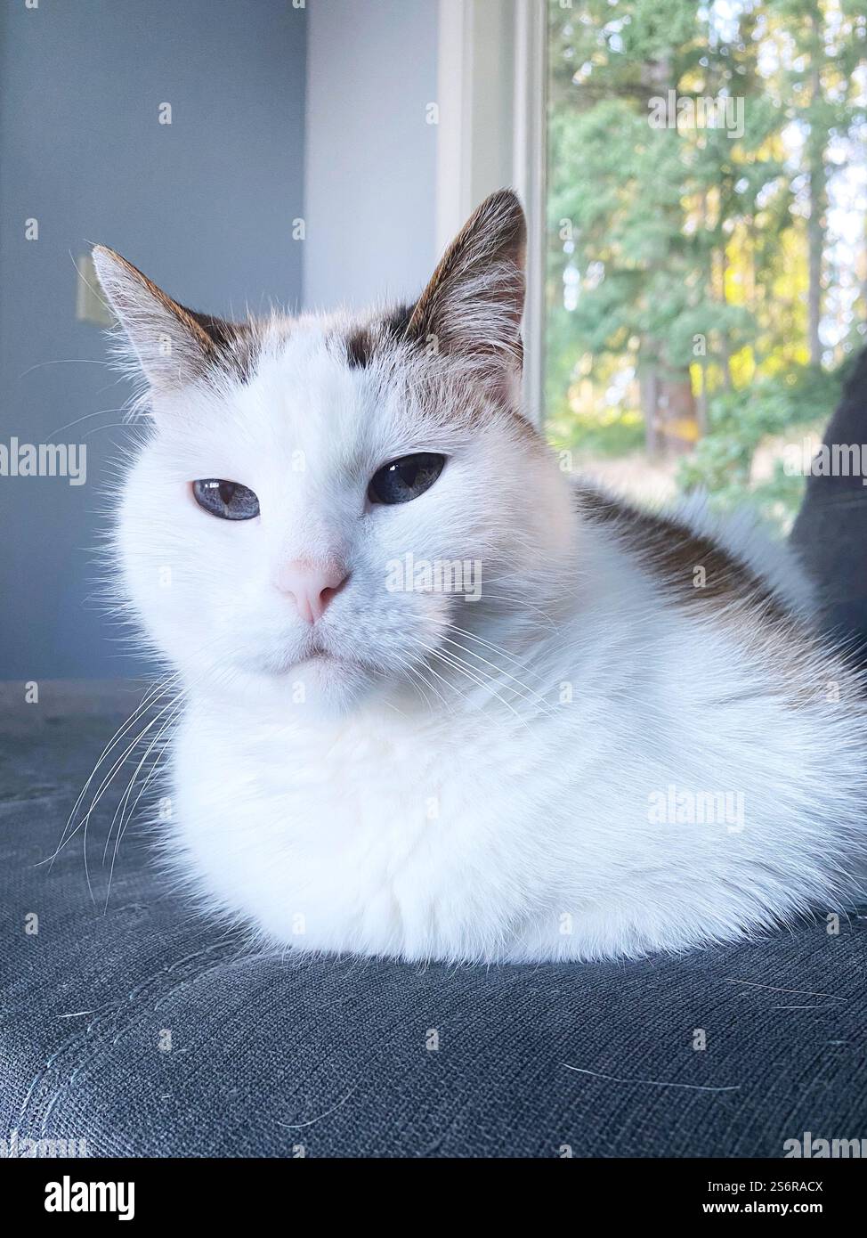 Primo piano di un gatto bianco con macchie marroni e occhi grandi. Foto Stock