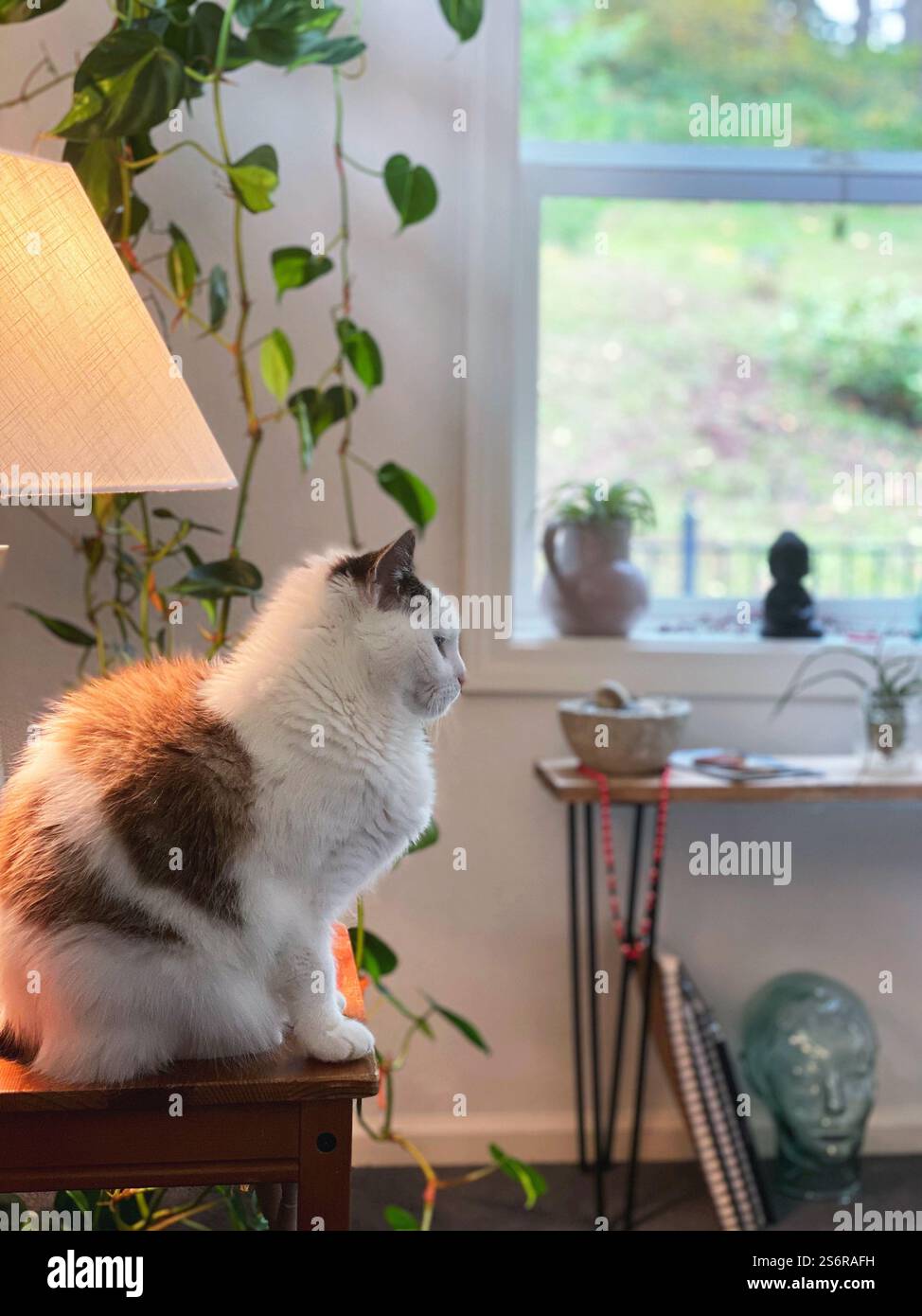 Un gatto bianco dall'aspetto stoico con macchie marroni seduti su una sedia in una stanza con piante d'appartamento. Foto Stock