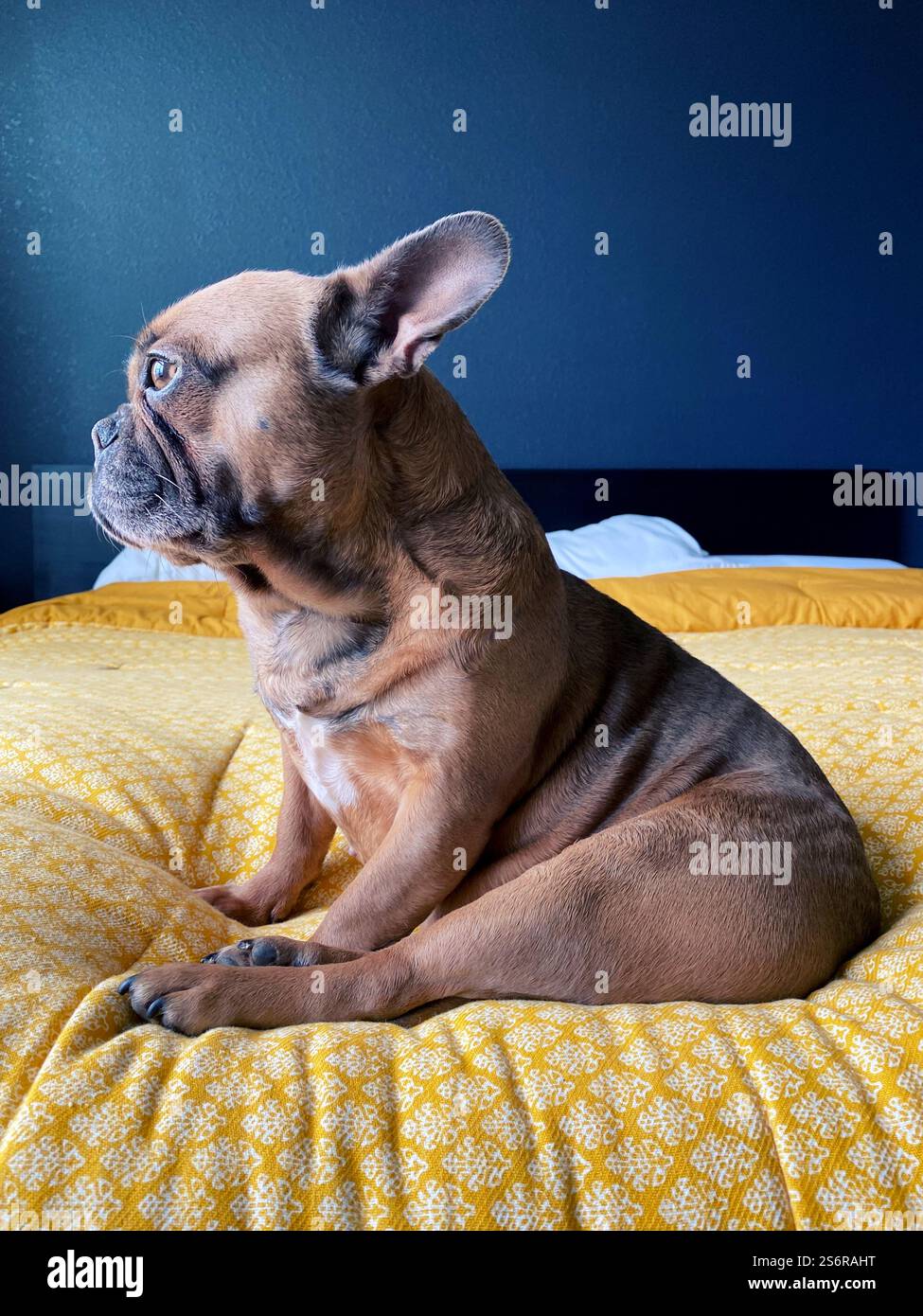 Un grazioso Bulldog francese marrone su un letto con piumone giallo. Foto Stock