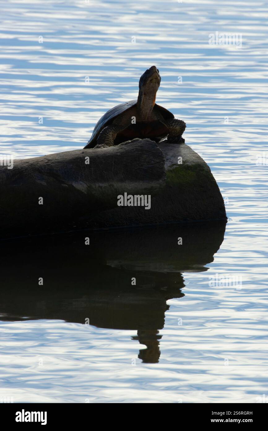 WESTERN Pond Turtle (Actinemys marmorata), Sacramento National Wildlife Refuge, California Foto Stock