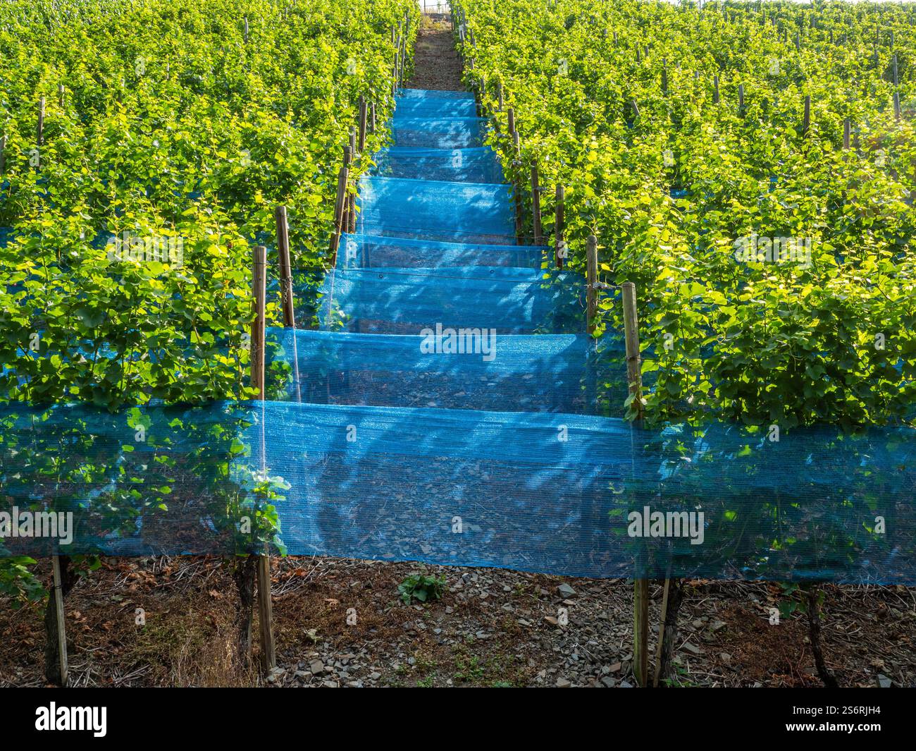 Weinbege nei pressi di Dernau, Ahr, Valle di Ahr, Eifel, Renania-Palatinato, Germania Foto Stock Weinbege nei pressi di Dernau, Ahr, Valle di Ahr, Eifel, Renania-Palatinato, Germania Foto Stock