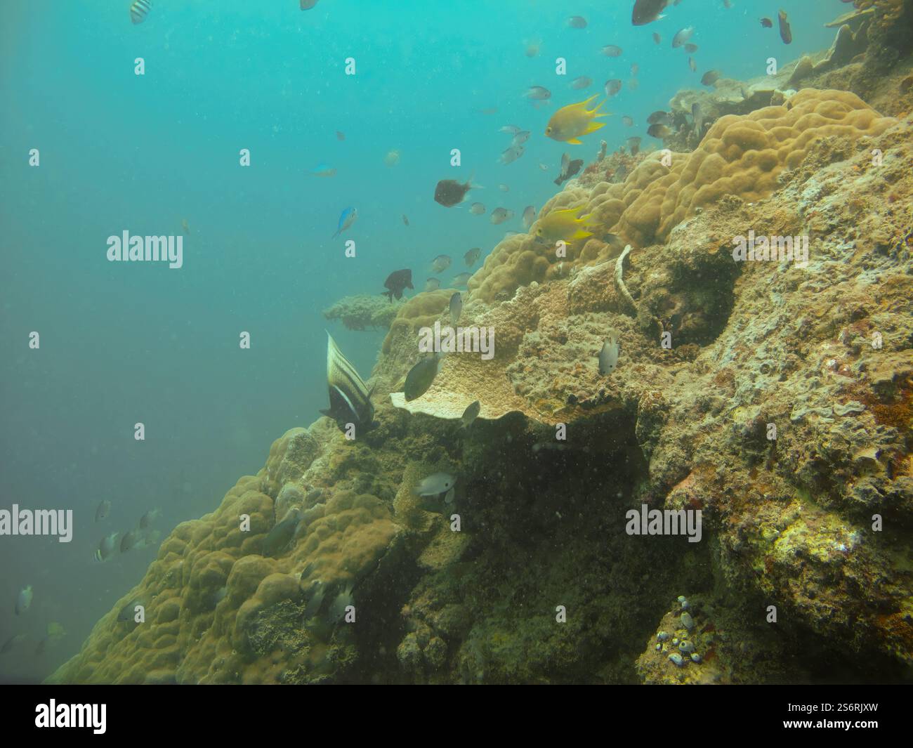 Paesaggio della barriera corallina brulicante di colorati pesci della barriera corallina, che mostrano la biodiversità marina nelle isole Karimunjawa, Jepara, Giava centrale, Indonesia Foto Stock