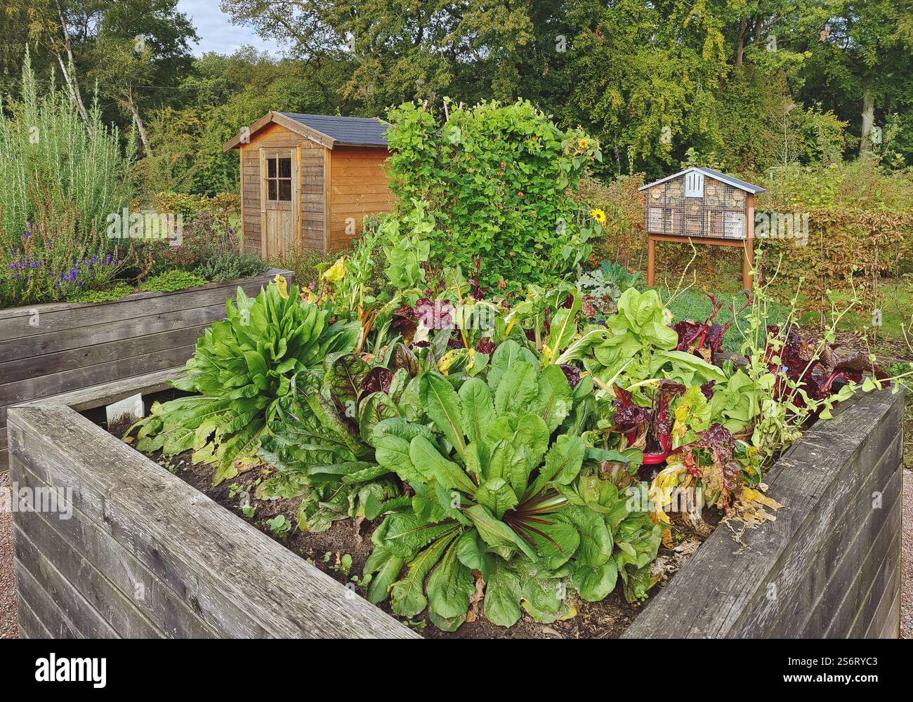 Letto rialzato con giardino a Emscherland, parco naturale, Germania, Renania settentrionale-Vestfalia, Ruhr area, Recklinghausen Foto Stock