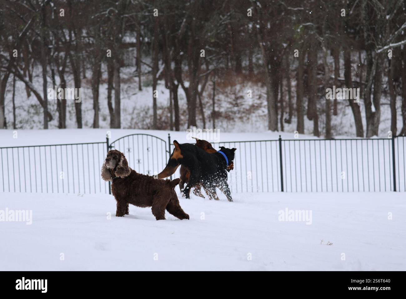 Tre cani, Cocker Spaniel e due Doberman Pinschers stanno giocando sulla neve, mentre nevica sul bianco campo invernale recintato con alberi nella schiena Foto Stock