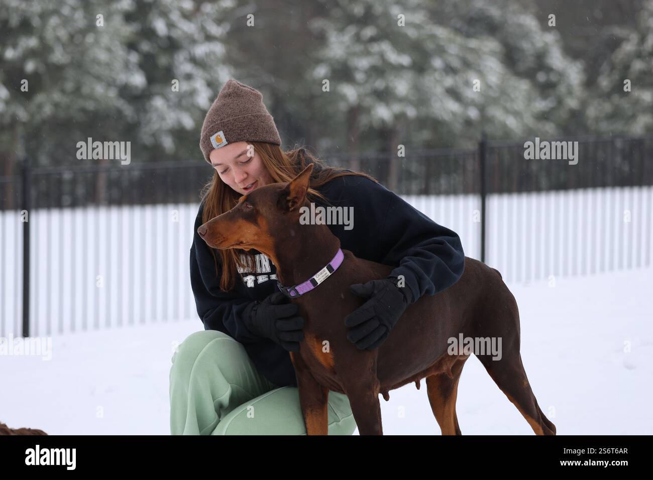 Un cane rosso e ruggine Doberman Pinscher si erge alto in allerta accanto al suo adorabile compagno di viaggio, in un paesaggio invernale innevato di neve appena caduta. Foto Stock Un cane rosso e ruggine Doberman Pinscher si erge alto in allerta accanto al suo adorabile compagno di viaggio, in un paesaggio invernale innevato di neve appena caduta. Foto Stock
