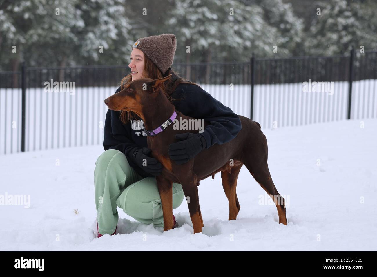 Un cane rosso e ruggine Doberman pinscher si erge alto accanto al suo proprietario, sia guardando vigile che fissando di lato in una giornata invernale innevata. Foto Stock Un cane rosso e ruggine Doberman pinscher si erge alto accanto al suo proprietario, sia guardando vigile che fissando di lato in una giornata invernale innevata. Foto Stock
