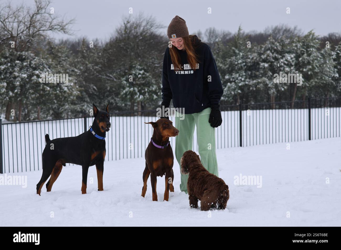 Una donna si trova nel suo giardino innevato con i suoi tre cani, ruggine rossa e nero Doberman e un Cocker Spaniel marrone che si gode la rara nevicata in Texas Foto Stock Una donna si trova nel suo giardino innevato con i suoi tre cani, ruggine rossa e nero Doberman e un Cocker Spaniel marrone che si gode la rara nevicata in Texas Foto Stock