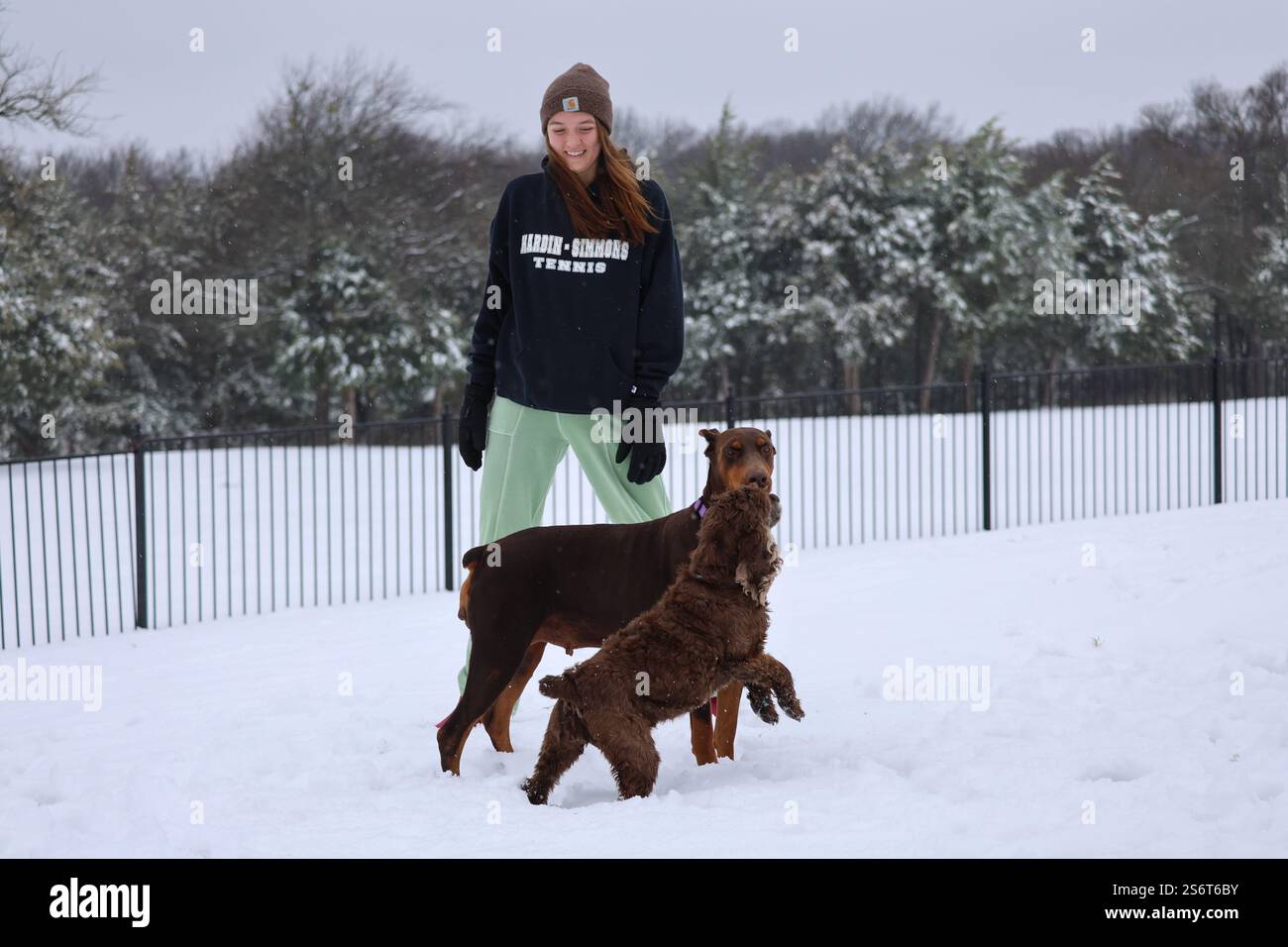 Una donna sta nel suo giardino innevato a guardare i suoi due cani, un Doberman Pinscher rosso e un Cocker Spaniel marrone, divertendosi a giocare sulla neve. Foto Stock