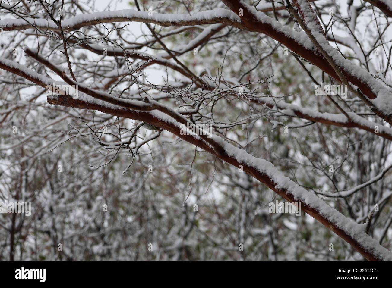 Tranquillo scenario invernale mentre la neve ricopre i rami, creando uno splendido paesaggio invernale che cattura la magia di una nevicata invernale Foto Stock