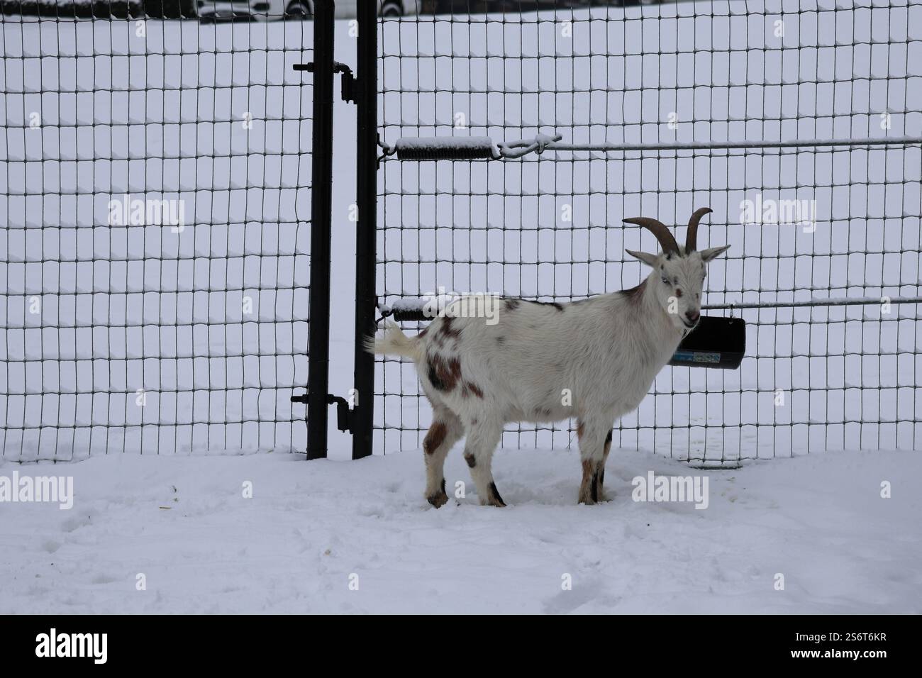 Una capra curiosa con un cappotto bianco e nero e corti corni ricurvi si trova in un recinto innevato che guarda direttamente alla telecamera, vista laterale del corpo. Foto Stock