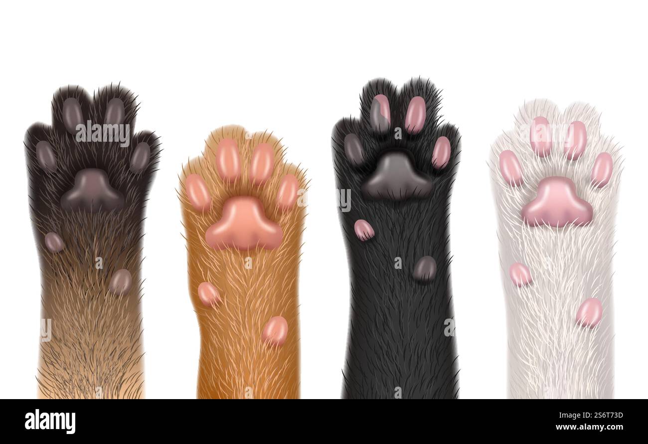 Zampe realistiche. Gatti animali domestici divertenti piede soffice con artiglio modelli vettoriali decenti raccolta di parti del corpo isolato. Illustrazione simpatica zampa gattino con pelliccia. Zampe realistiche. Gatti animali domestici divertenti piede soffice con artiglio modelli vettoriali decenti raccolta di parti del corpo isolato Illustrazione Vettoriale