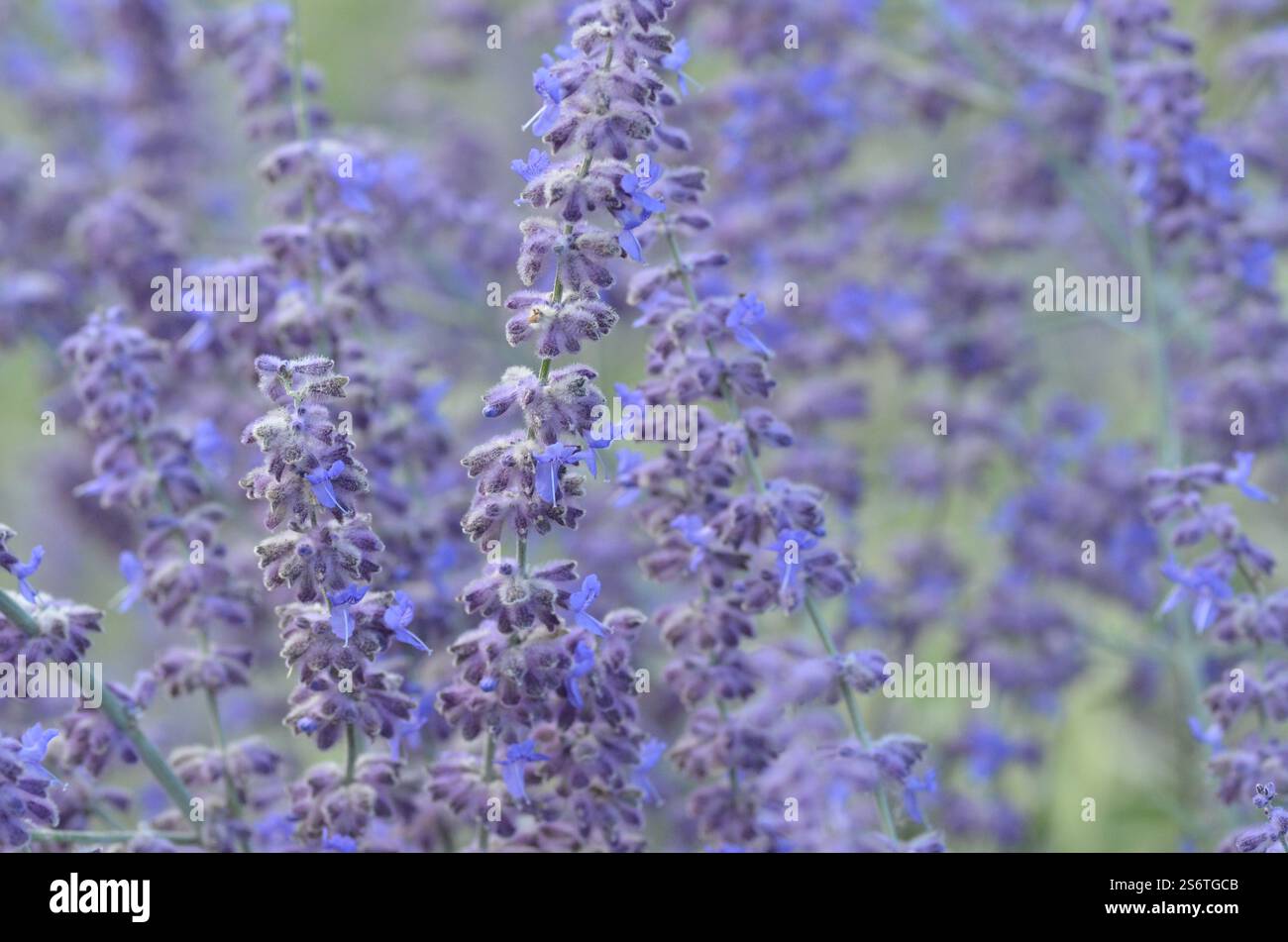 Salvia, Perovskia "Blue Spire", saggio russo (sin. Guglia blu di Salvia ) Foto Stock