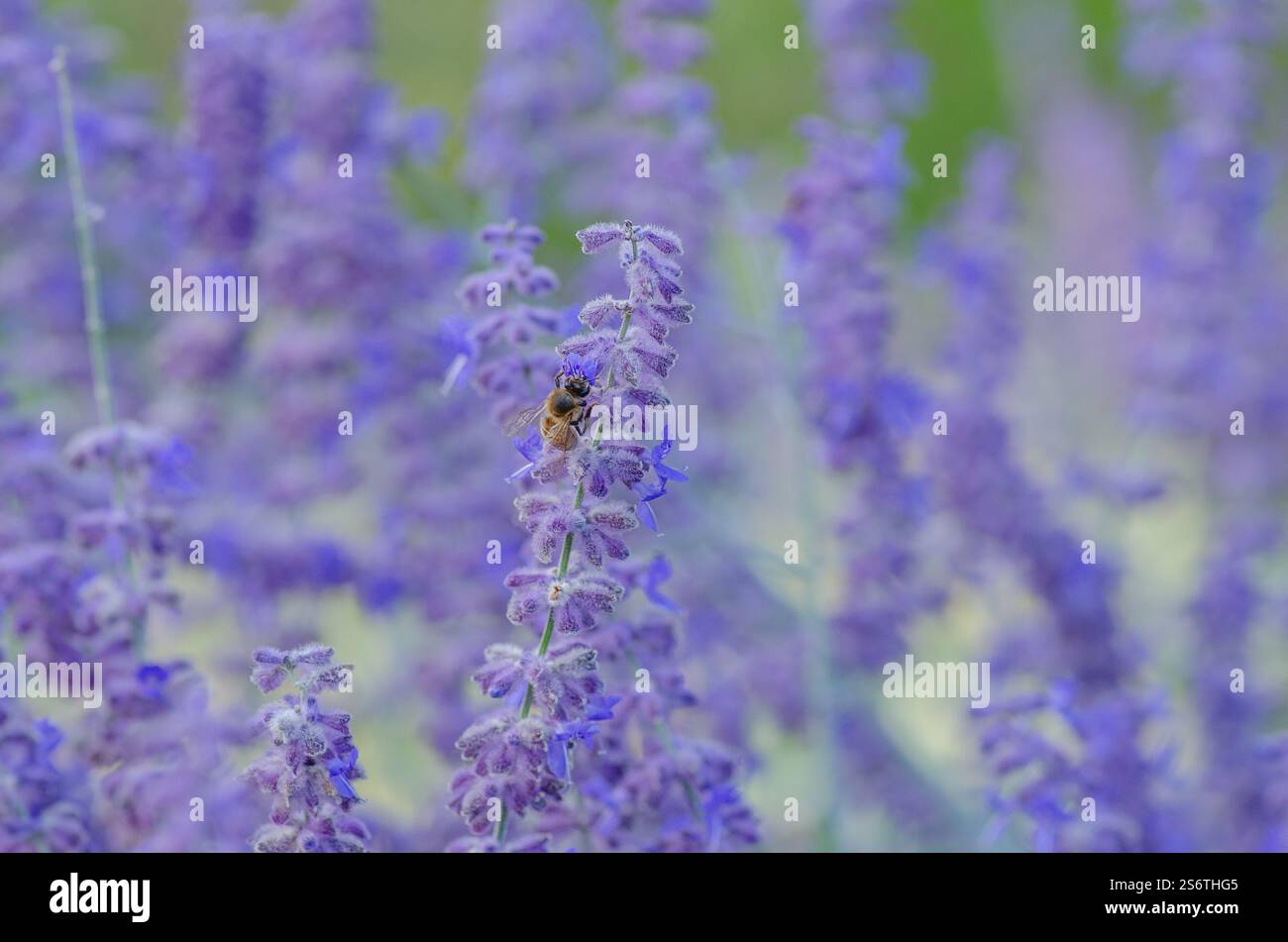 Salvia, Perovskia "Blue Spire", saggio russo (sin. Guglia blu di Salvia ) Foto Stock