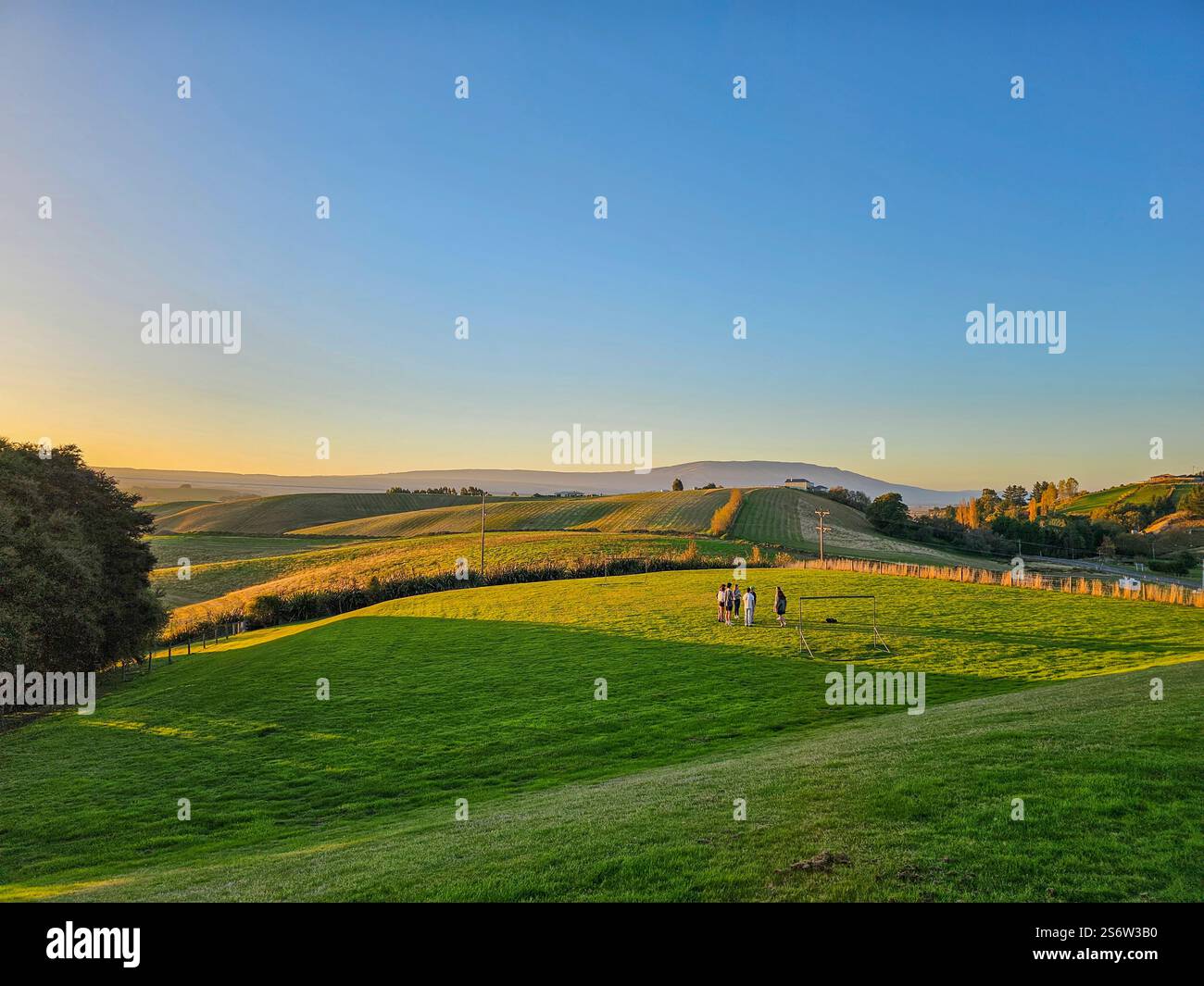Un tranquillo campo di erba vicino a Dunedin, nuova Zelanda Foto Stock