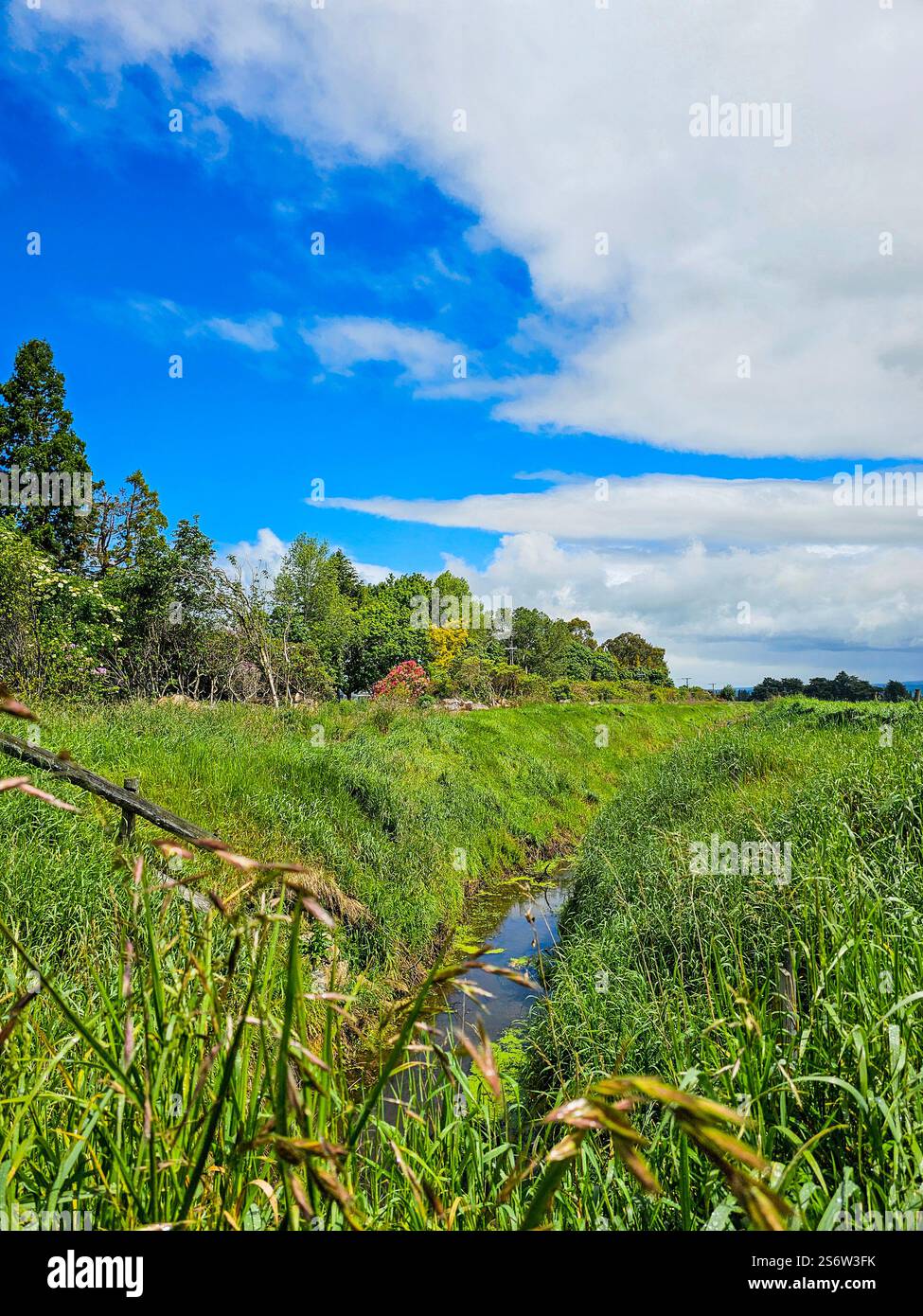 Un piccolo e tranquillo torrente in un campo vicino all'aeroporto di Dunedin, nuova Zelanda Foto Stock