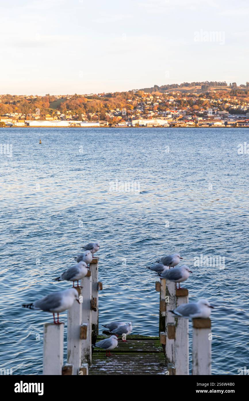 Alba su Dunedin, Otago, nuova Zelanda Foto Stock