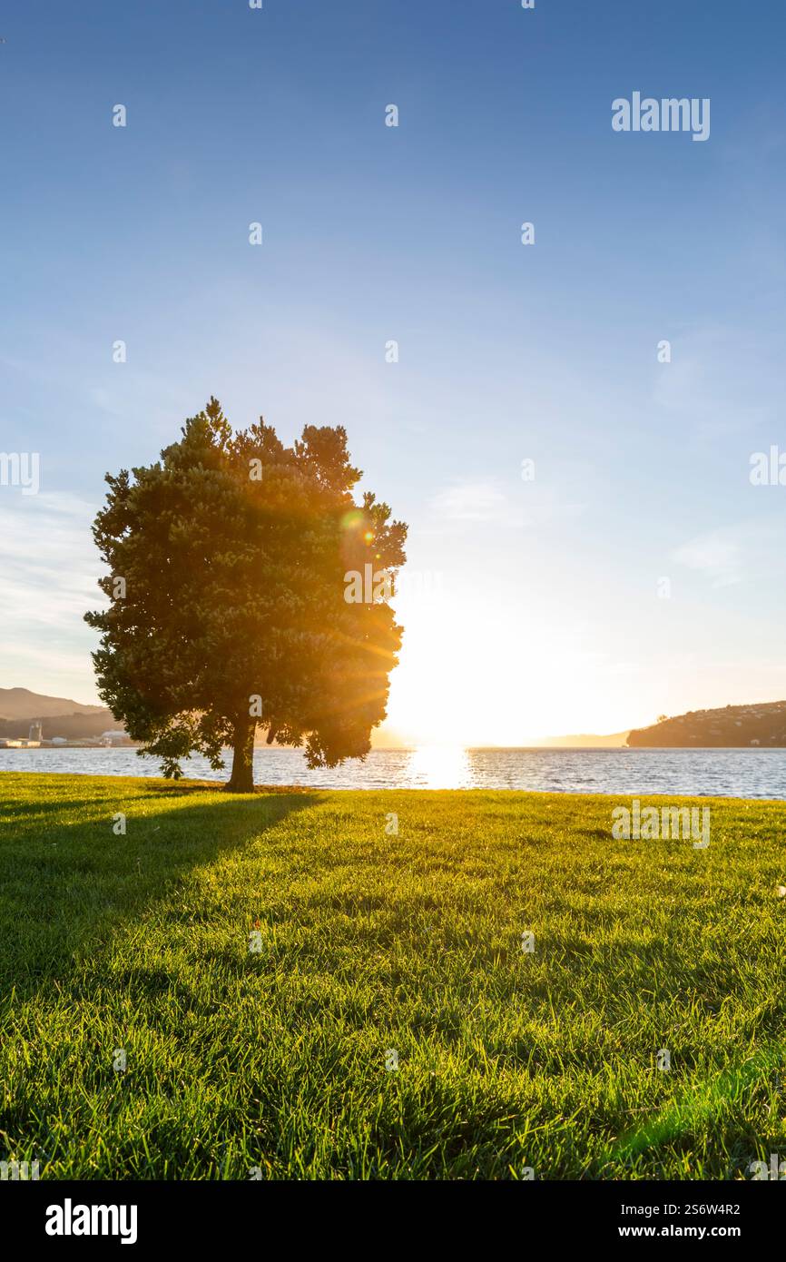 Alba su Dunedin, Otago, nuova Zelanda Foto Stock