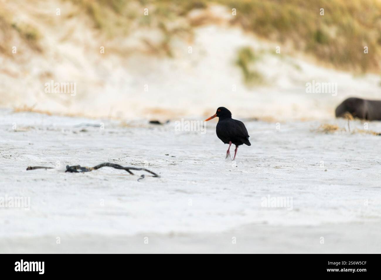 La spiaggia e il mare vicino a Saint Clair, Dunedin, Otago, nuova Zelanda Foto Stock