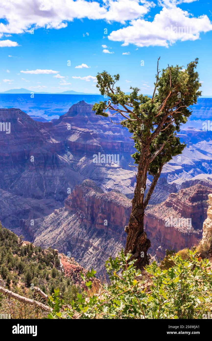 Il Grand Canyon National Park è uno dei parchi nazionali più antichi degli Stati Uniti e si trova in Arizona. All'interno del parco si trova il Grand Canyon, un gorg Foto Stock