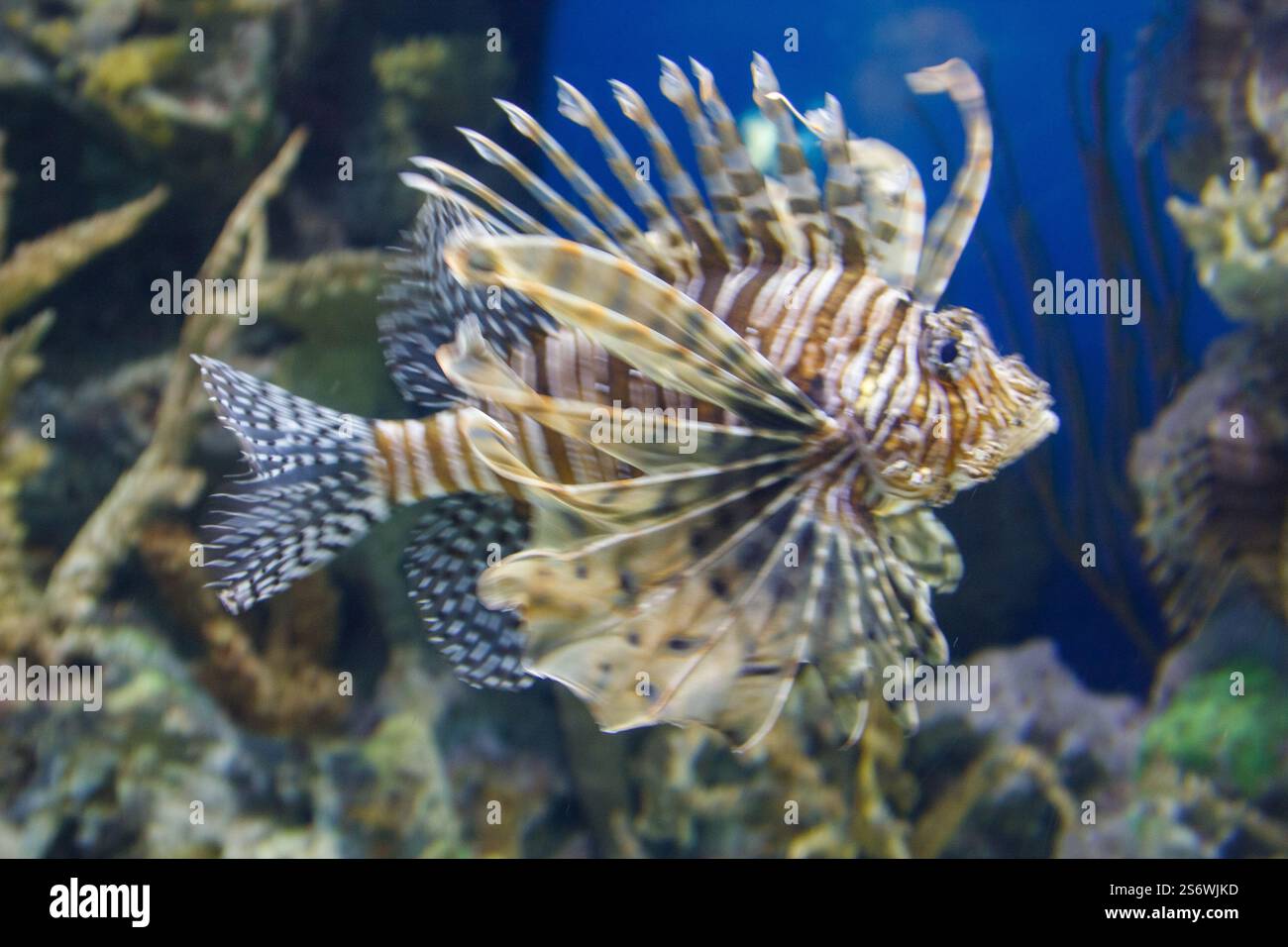 Un pesce con una coda lunga e una pinna lunga sta nuotando in una vasca. Il pesce è marrone e bianco con macchie nere Foto Stock