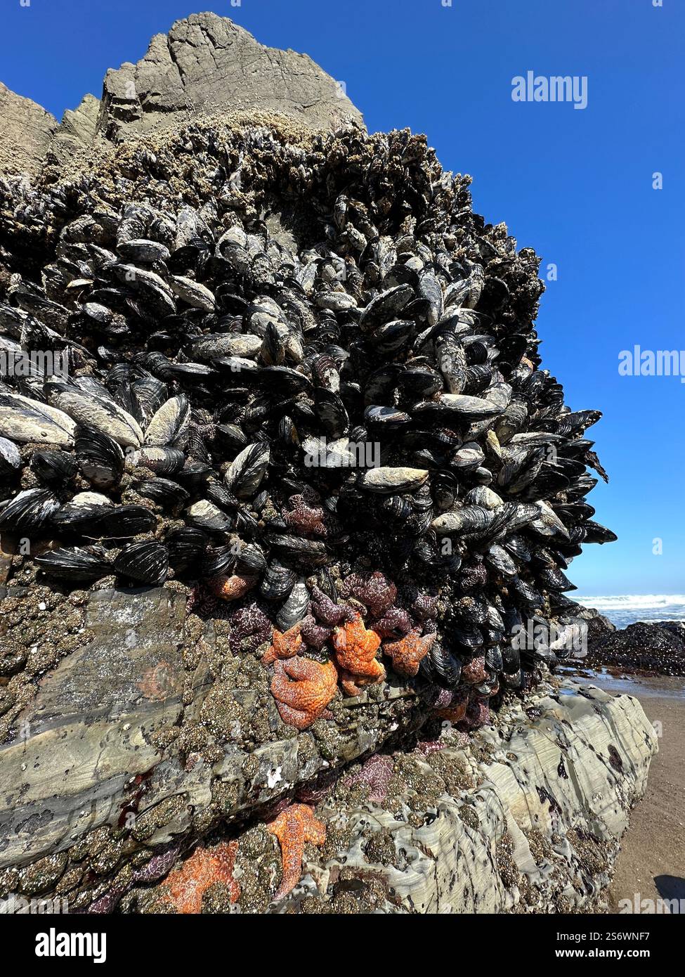 Stelle marine, anemoni e altre forme di vita marina attaccate alle rocce durante la bassa marea sulla costa dell'Oregon. Foto Stock