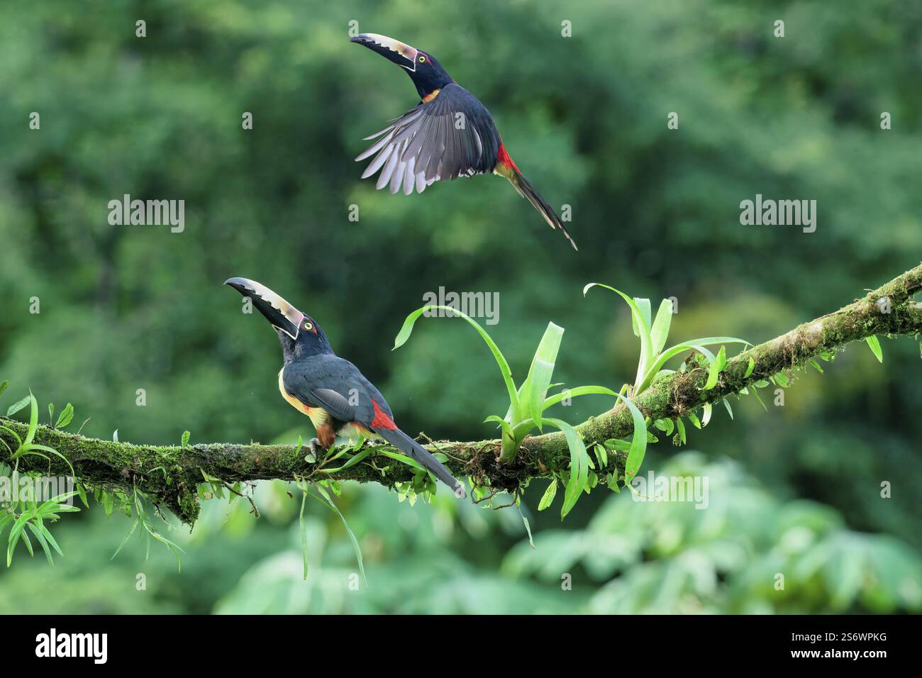 Due aracaris con collare (Pteroglossus torquatus), uno in volo, Costa Rica, America centrale Foto Stock